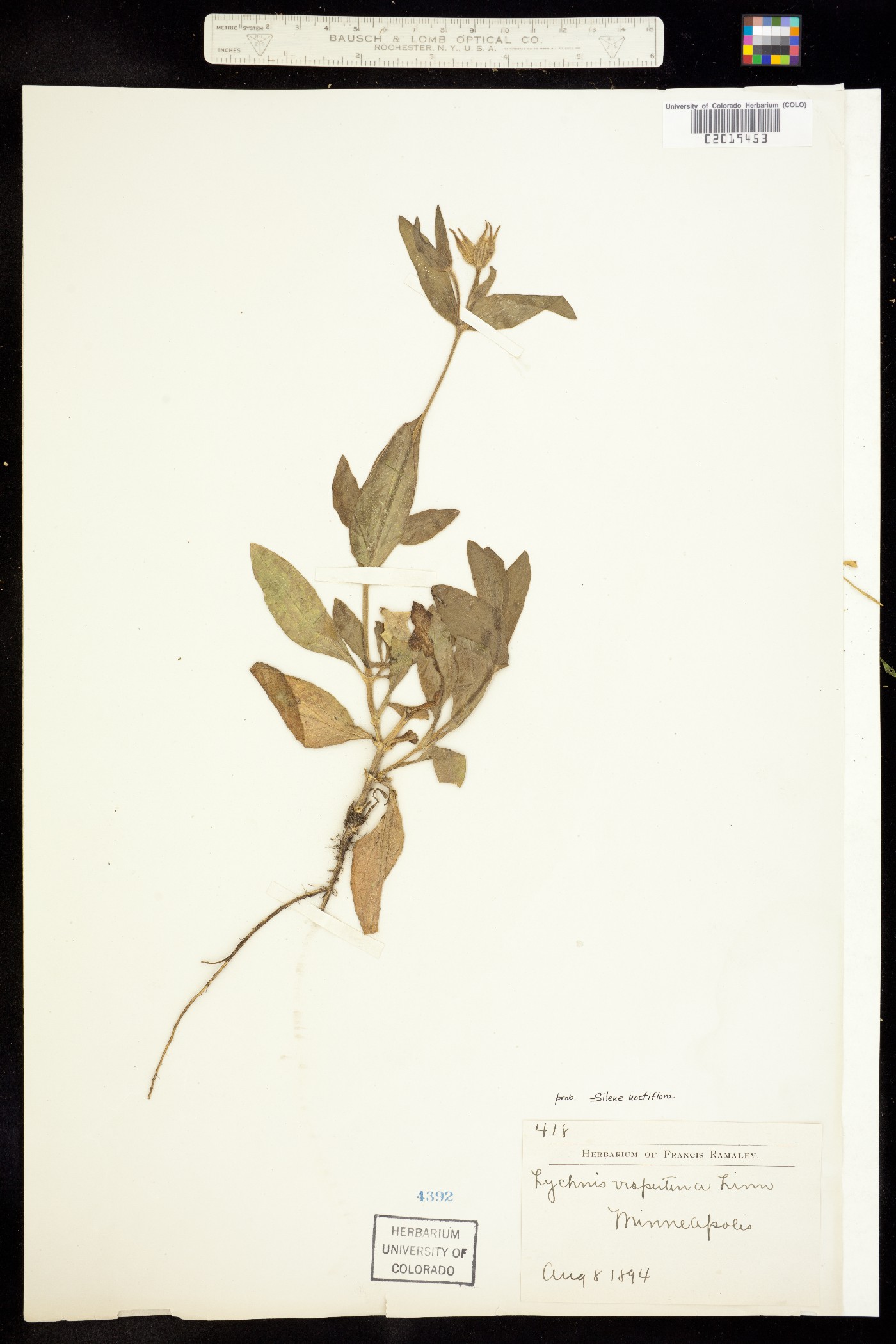 Silene noctiflora image