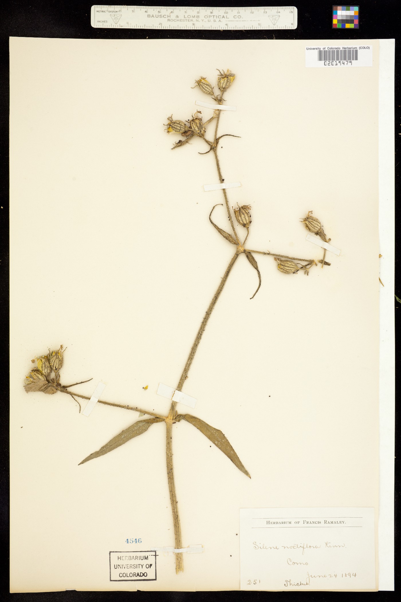 Silene noctiflora image