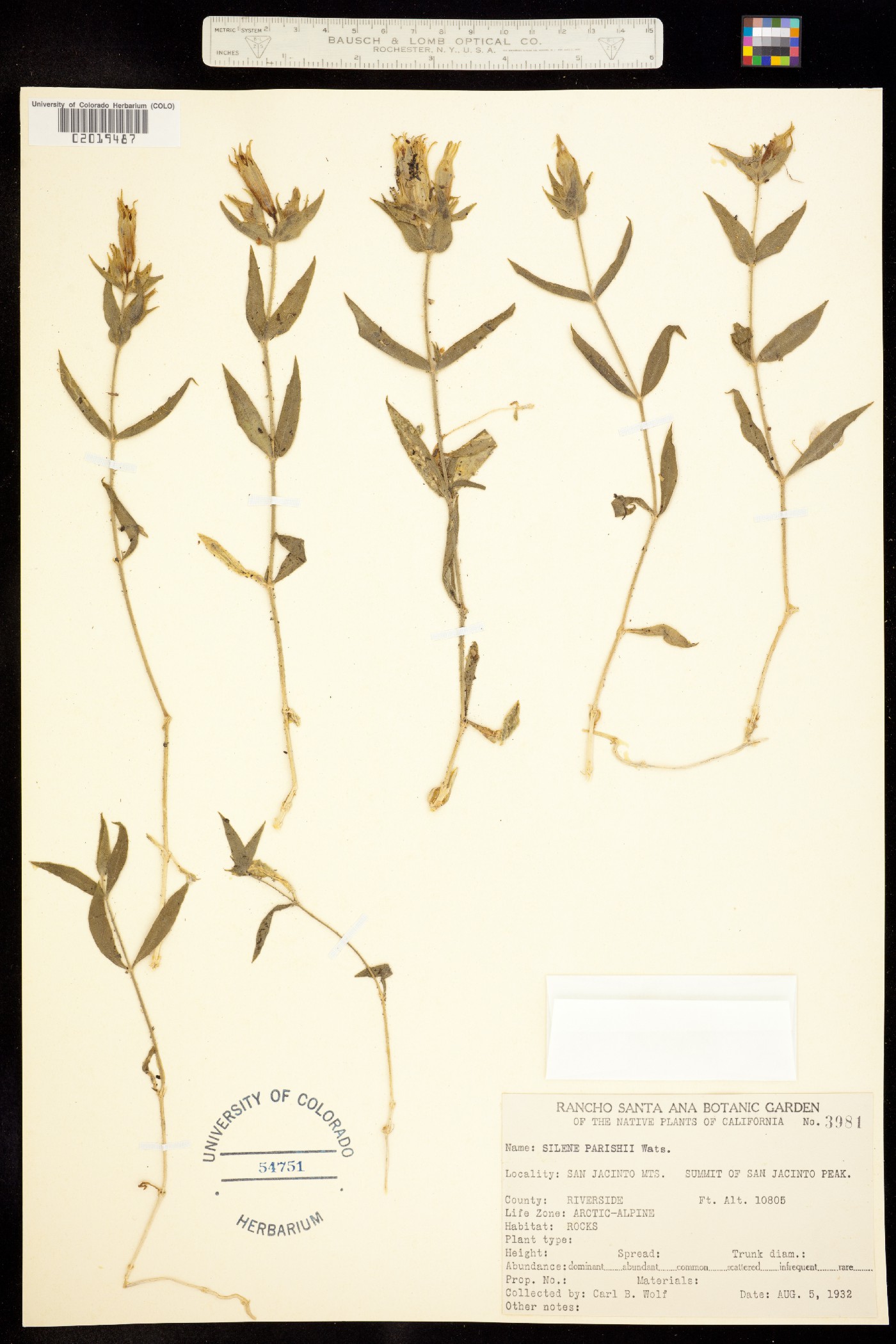 Silene parishii image