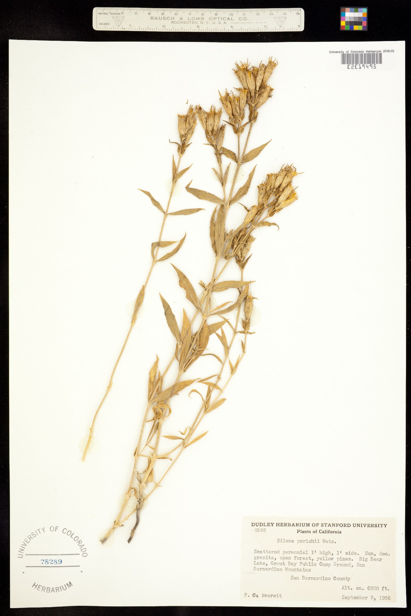 Silene parishii image