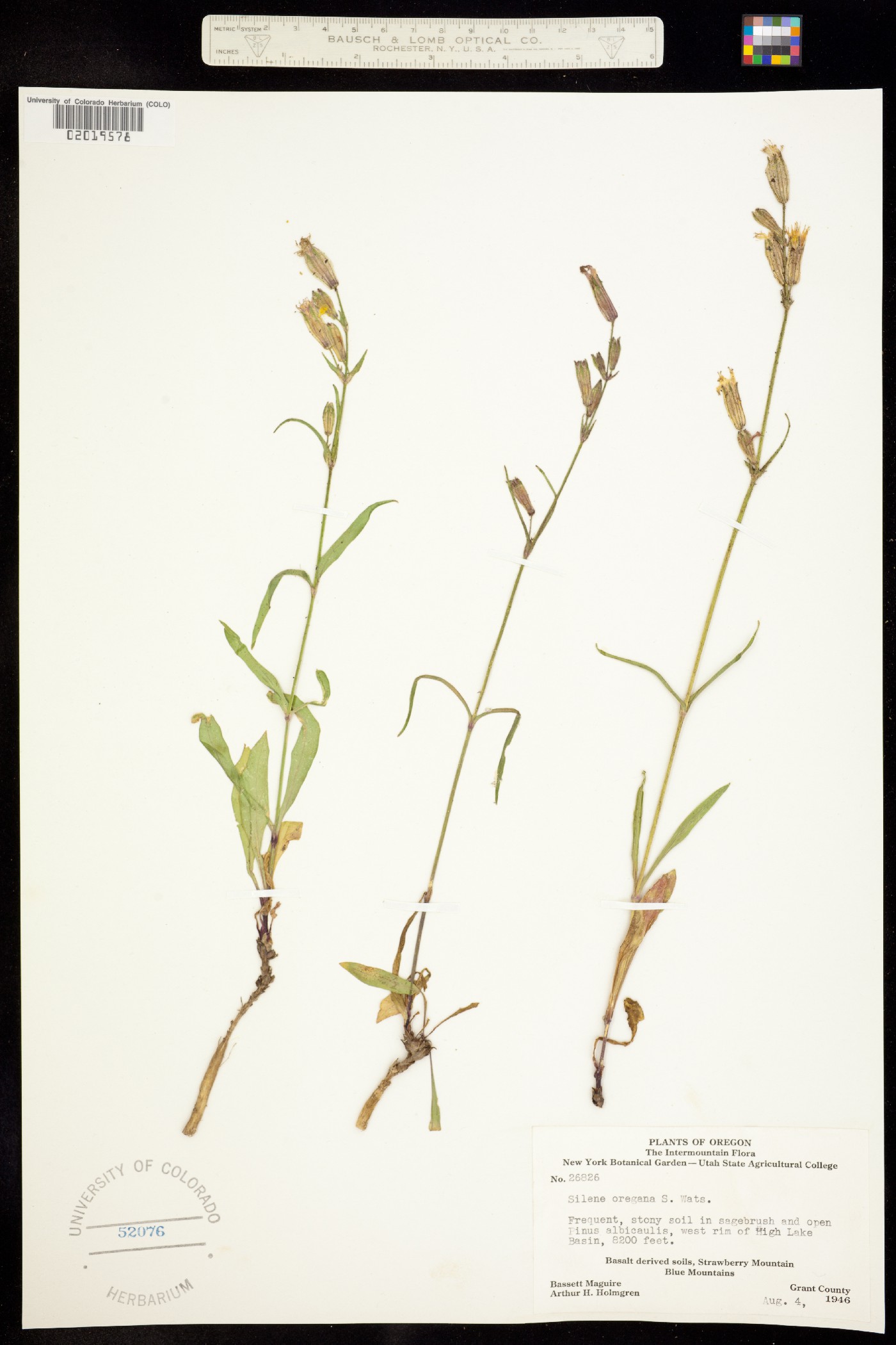 Silene oregana image