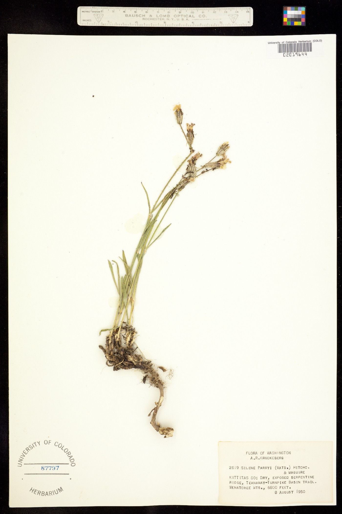 Silene parryi image