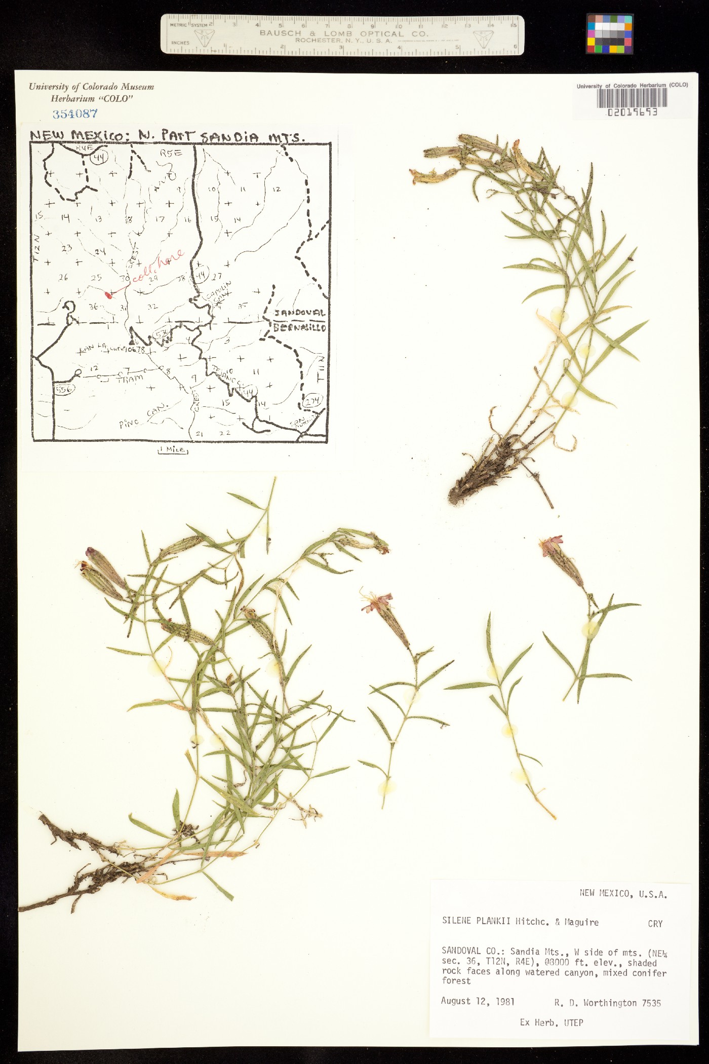 Silene plankii image