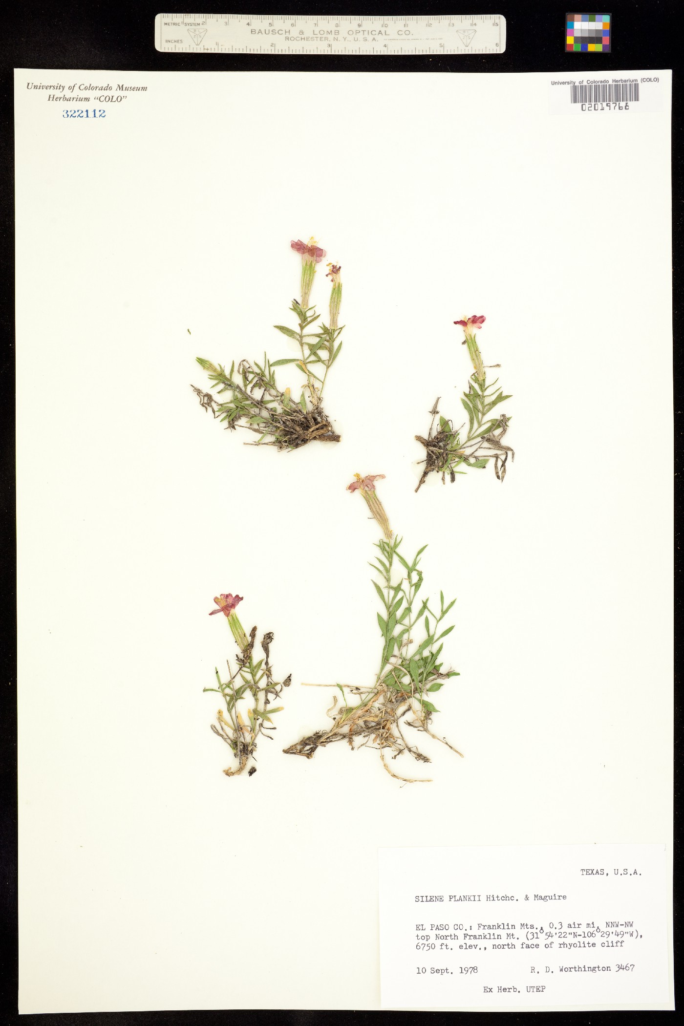 Silene plankii image