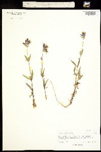 Image of Silene repens