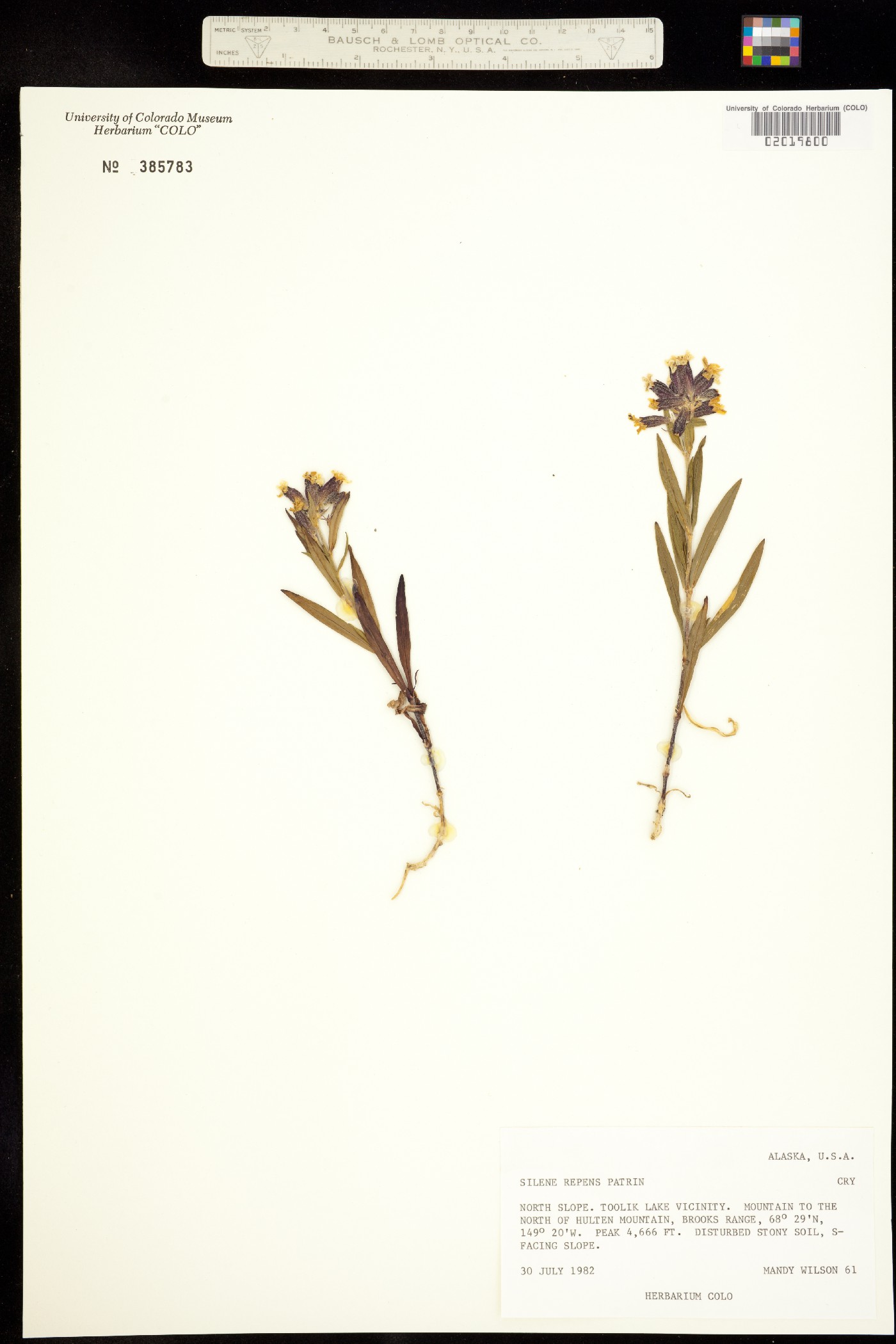 Silene repens image