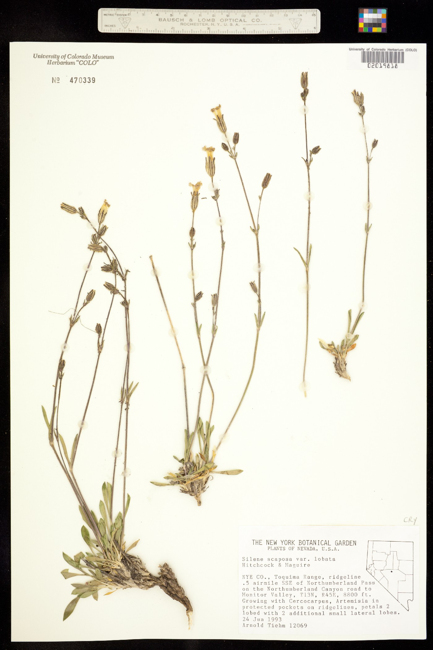 Silene scaposa image