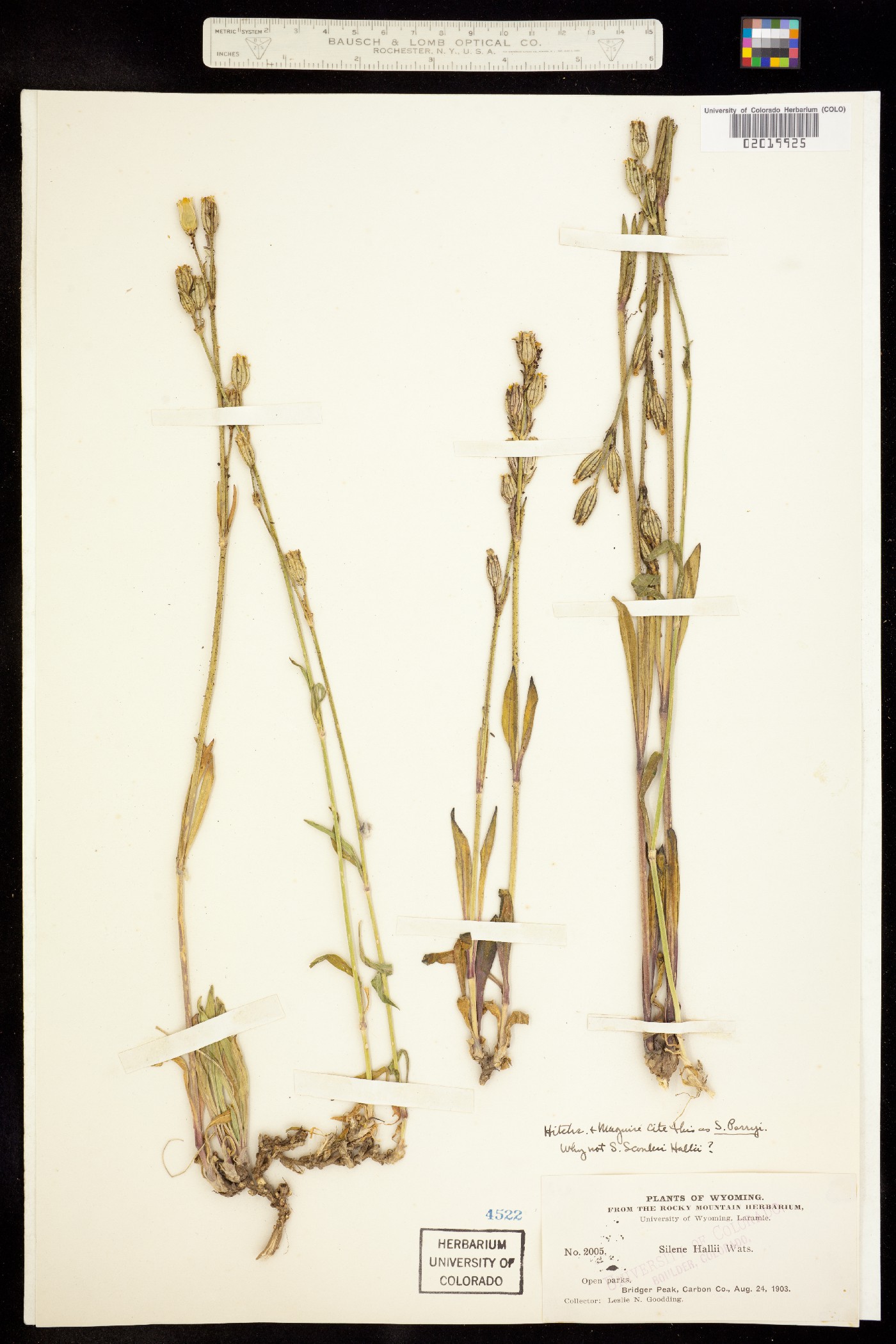 Silene scouleri image