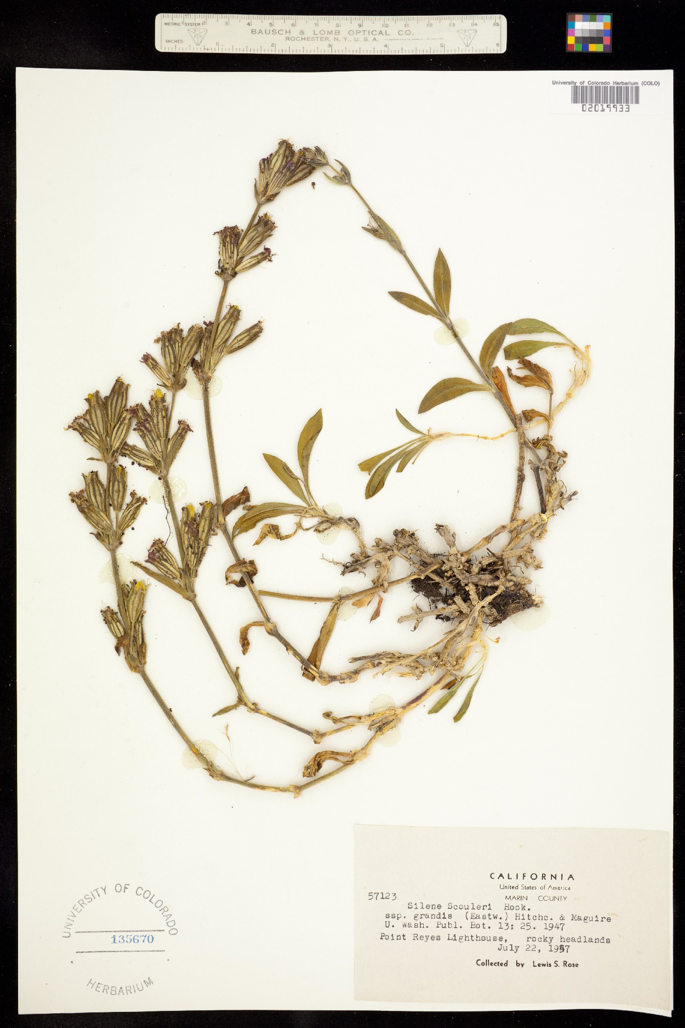 Silene scouleri image