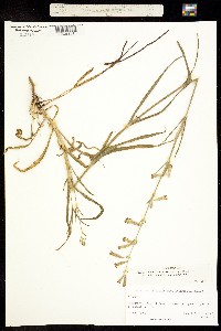 Silene scouleri subsp. pringlei image