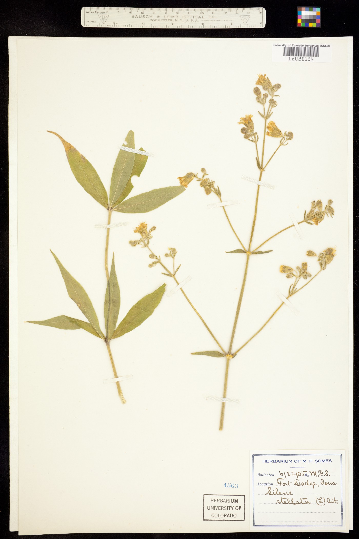 Silene stellata image