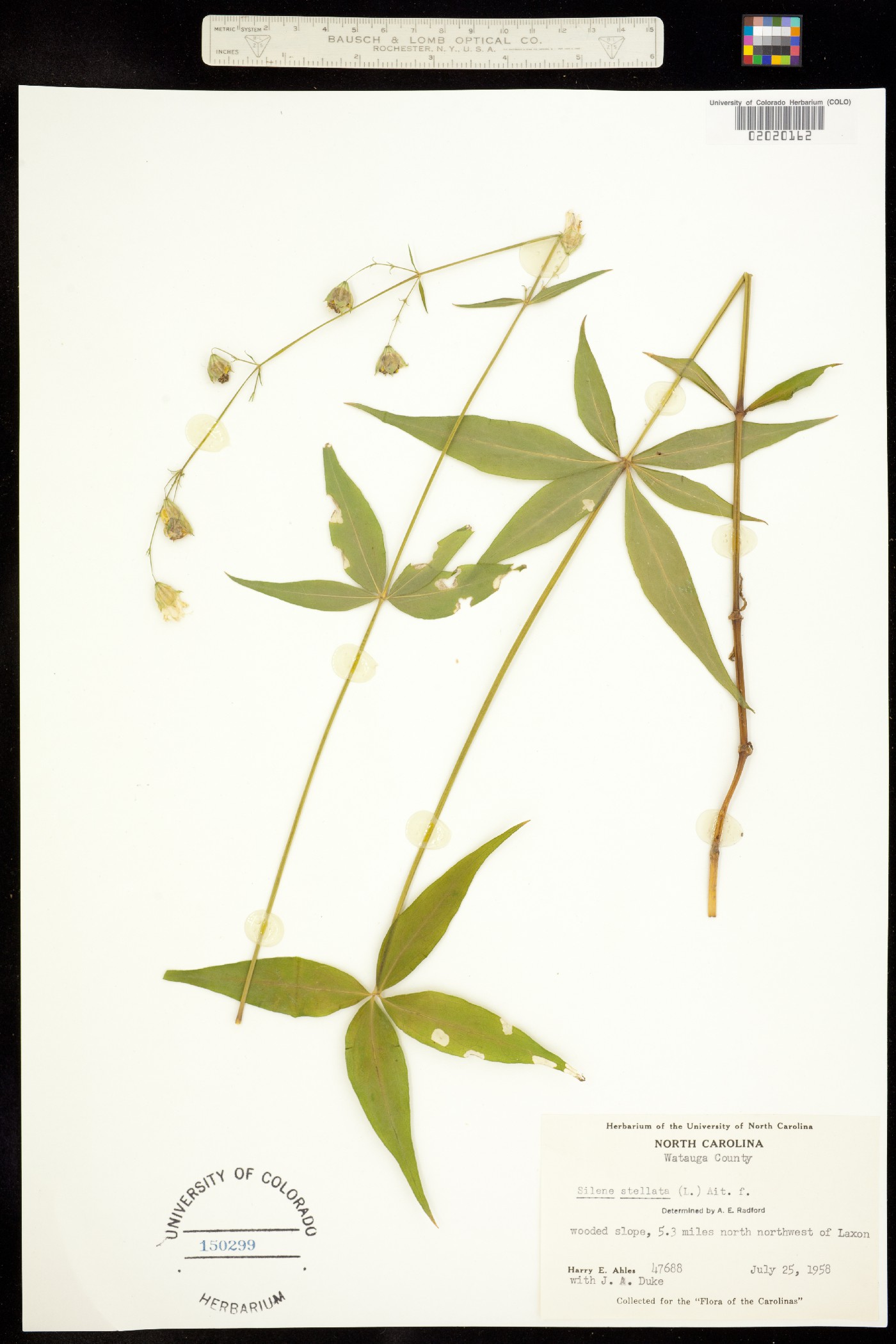 Silene stellata image