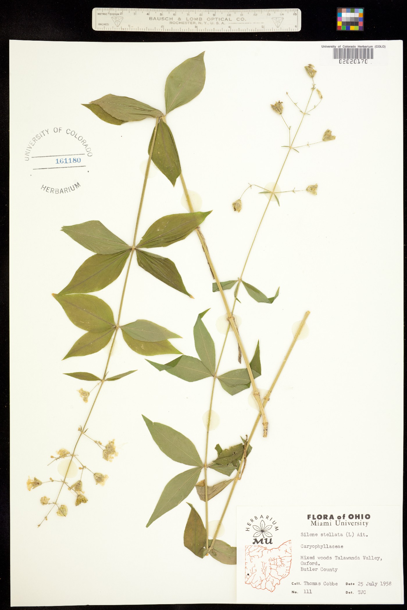 Silene stellata image