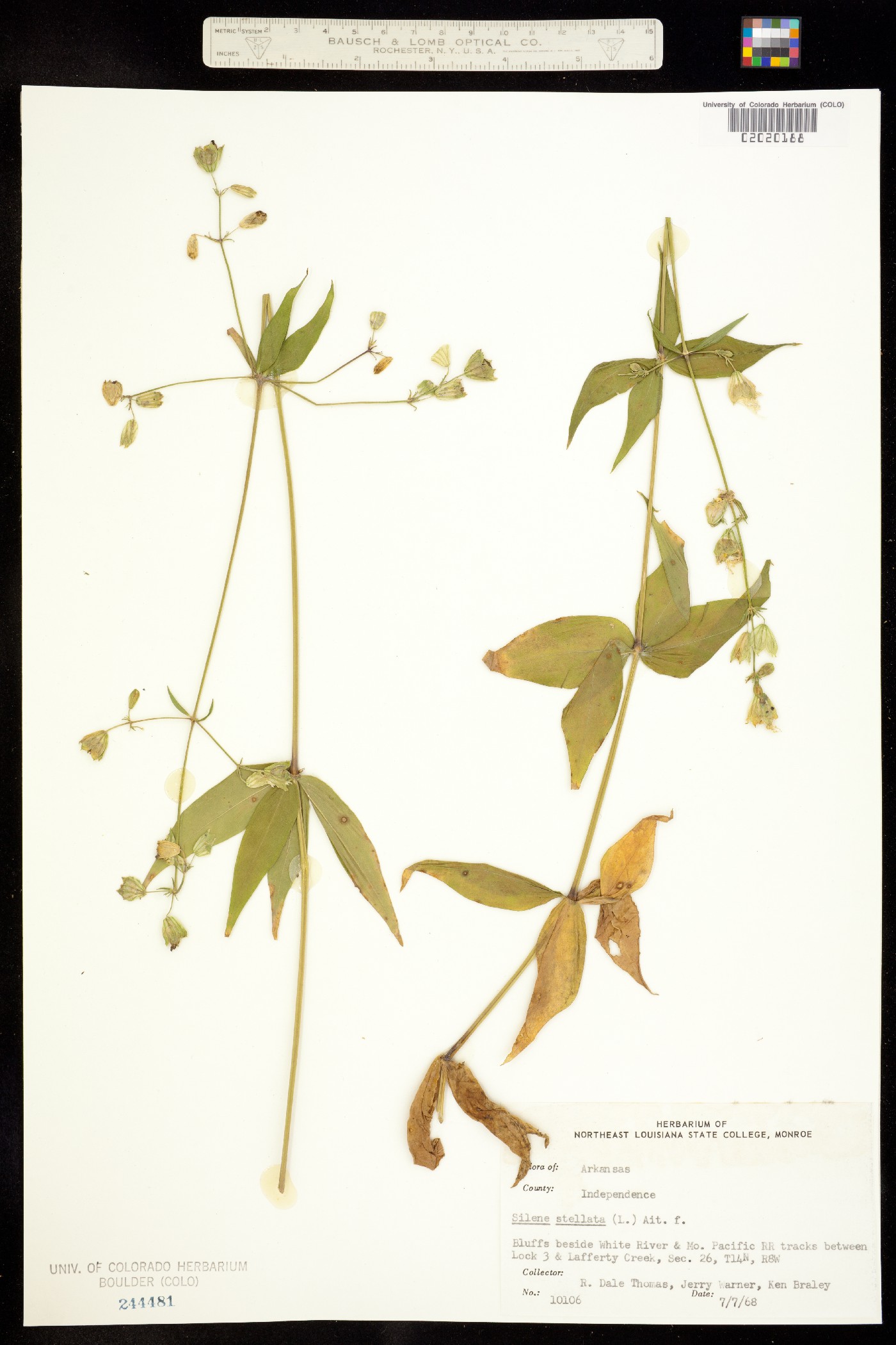 Silene stellata image