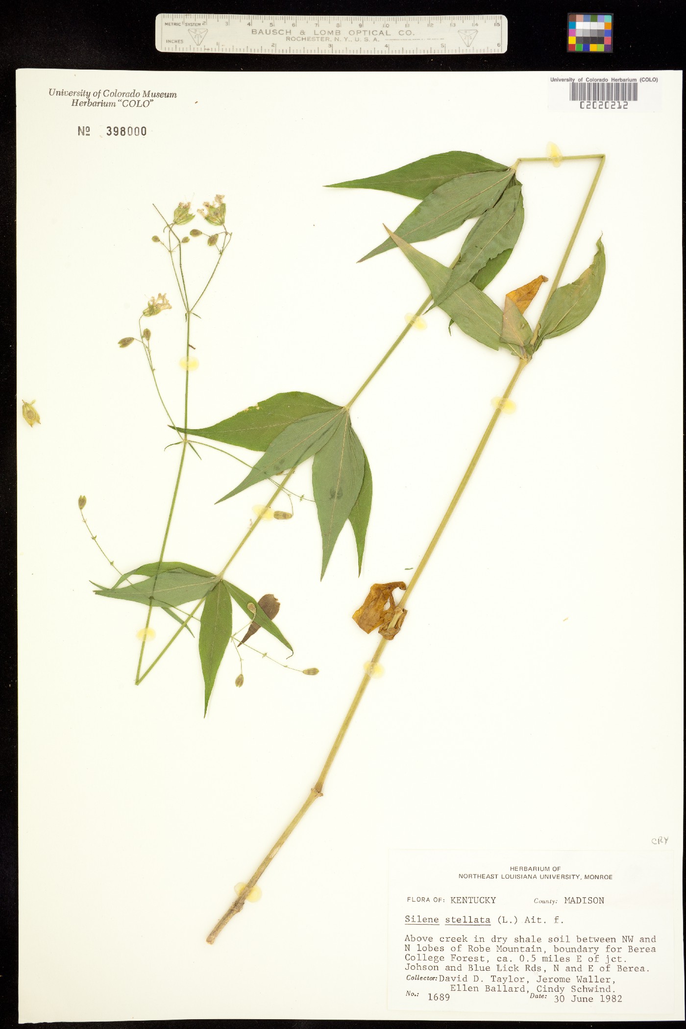 Silene stellata image