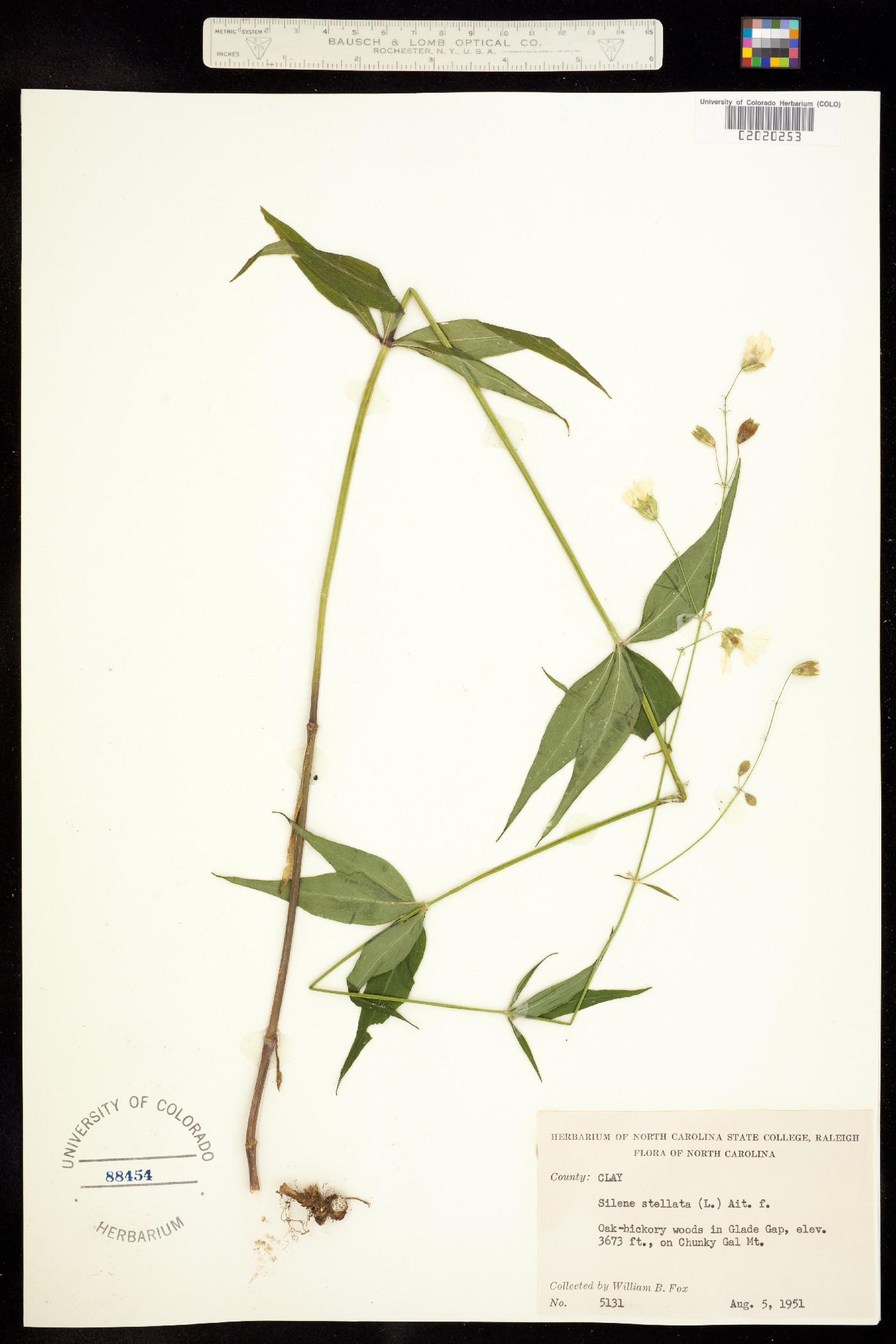 Silene stellata image