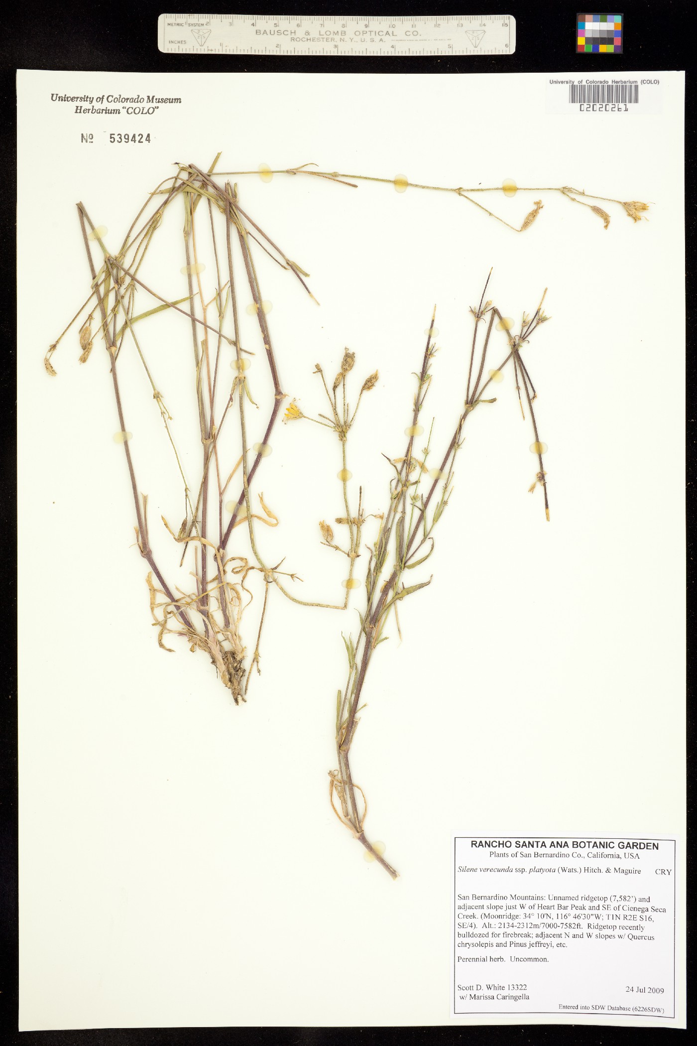 Silene verecunda image