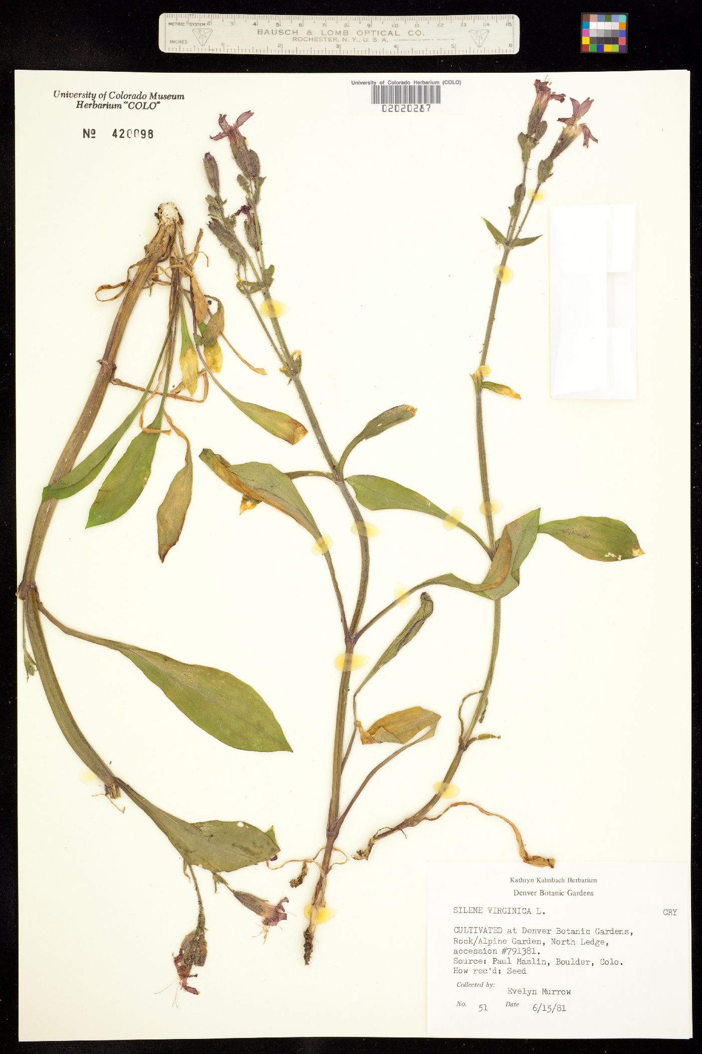 Silene virginica image