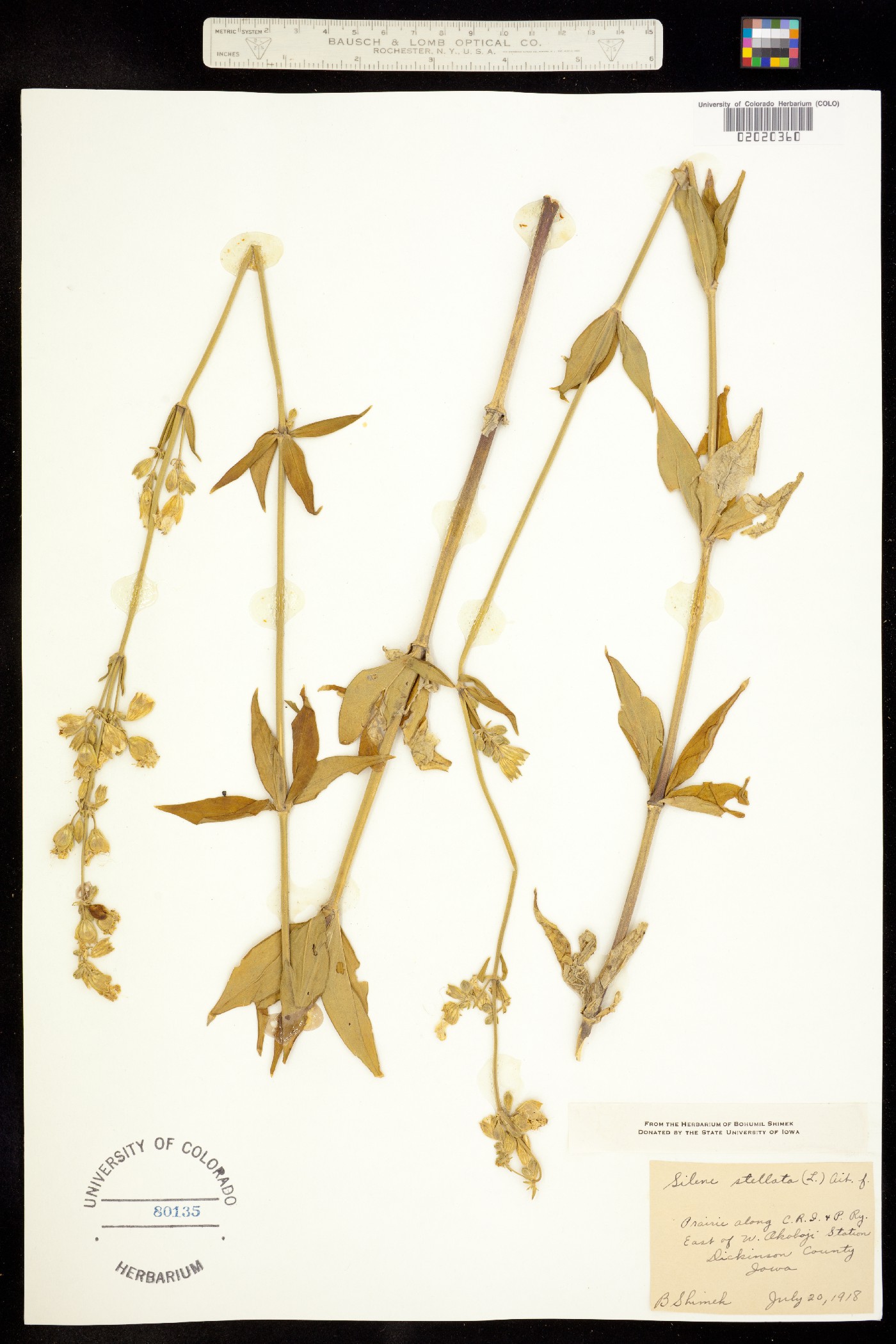 Silene stellata image