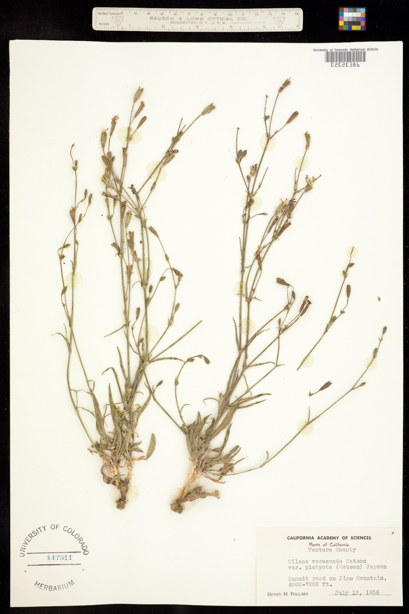 Silene verecunda image