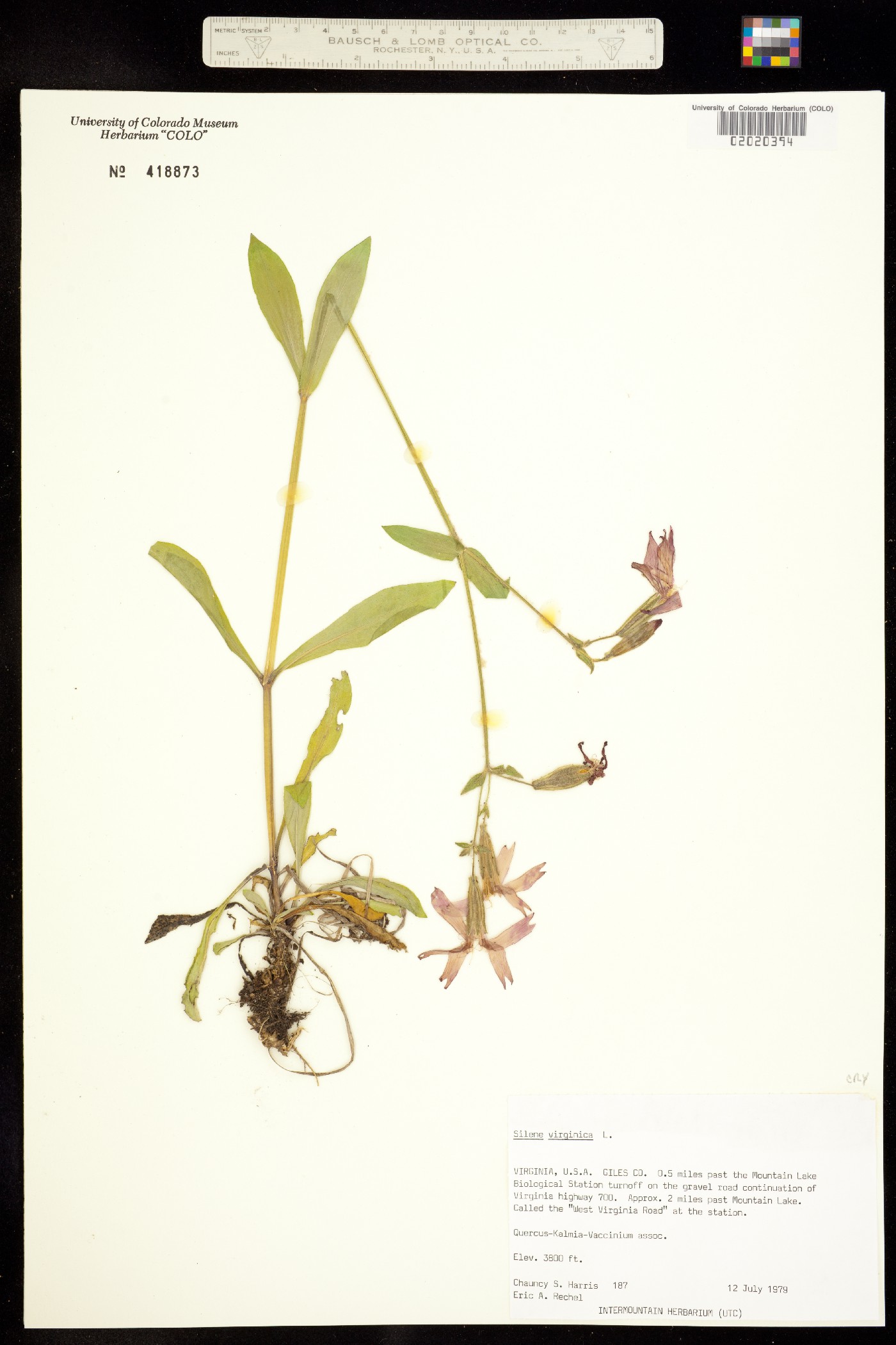 Silene virginica image