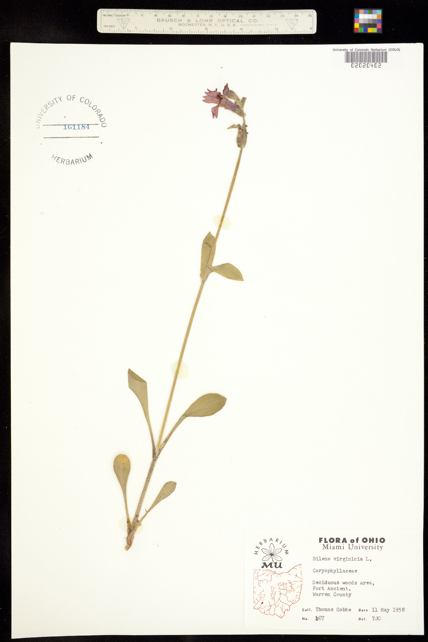 Silene virginica image