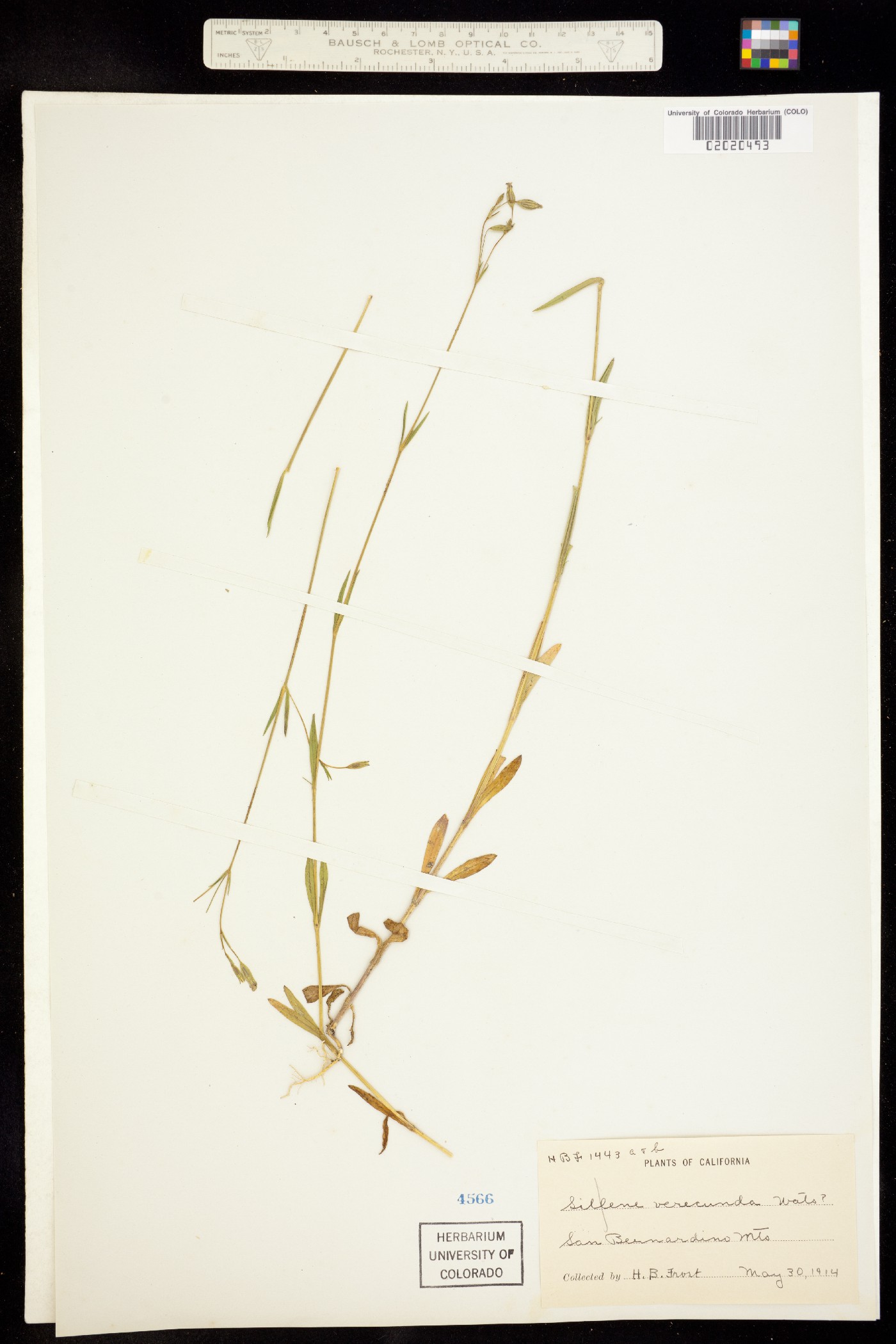 Silene verecunda image