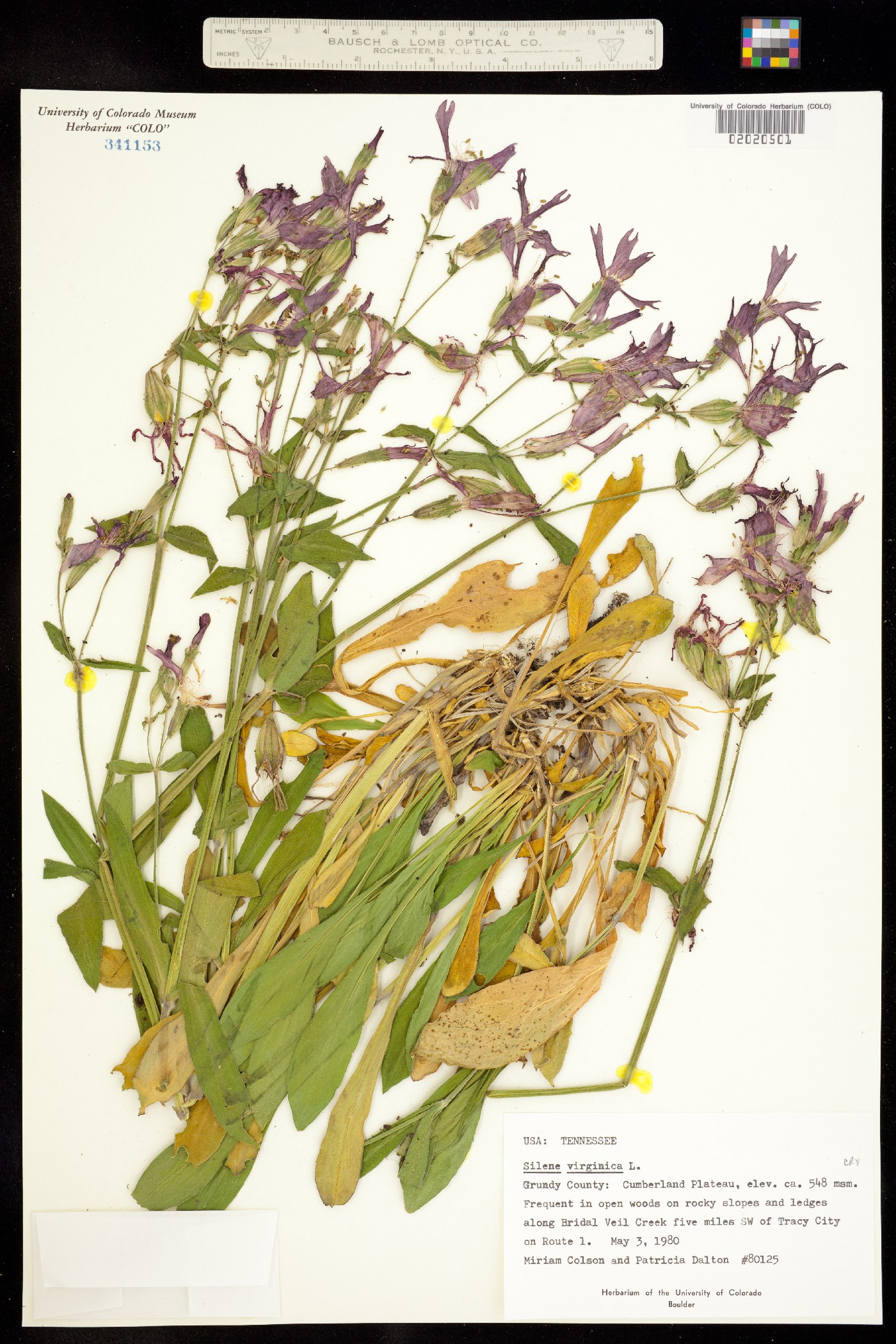 Silene virginica image