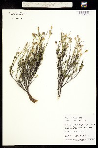 Image of Silene struthioloides