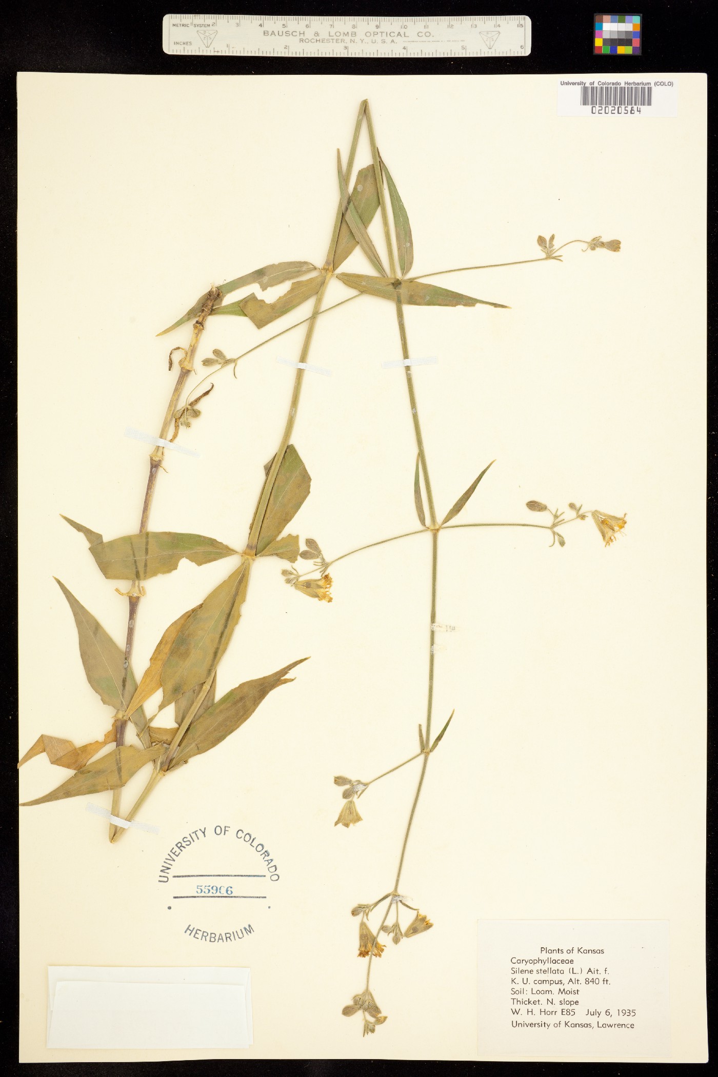 Silene stellata image