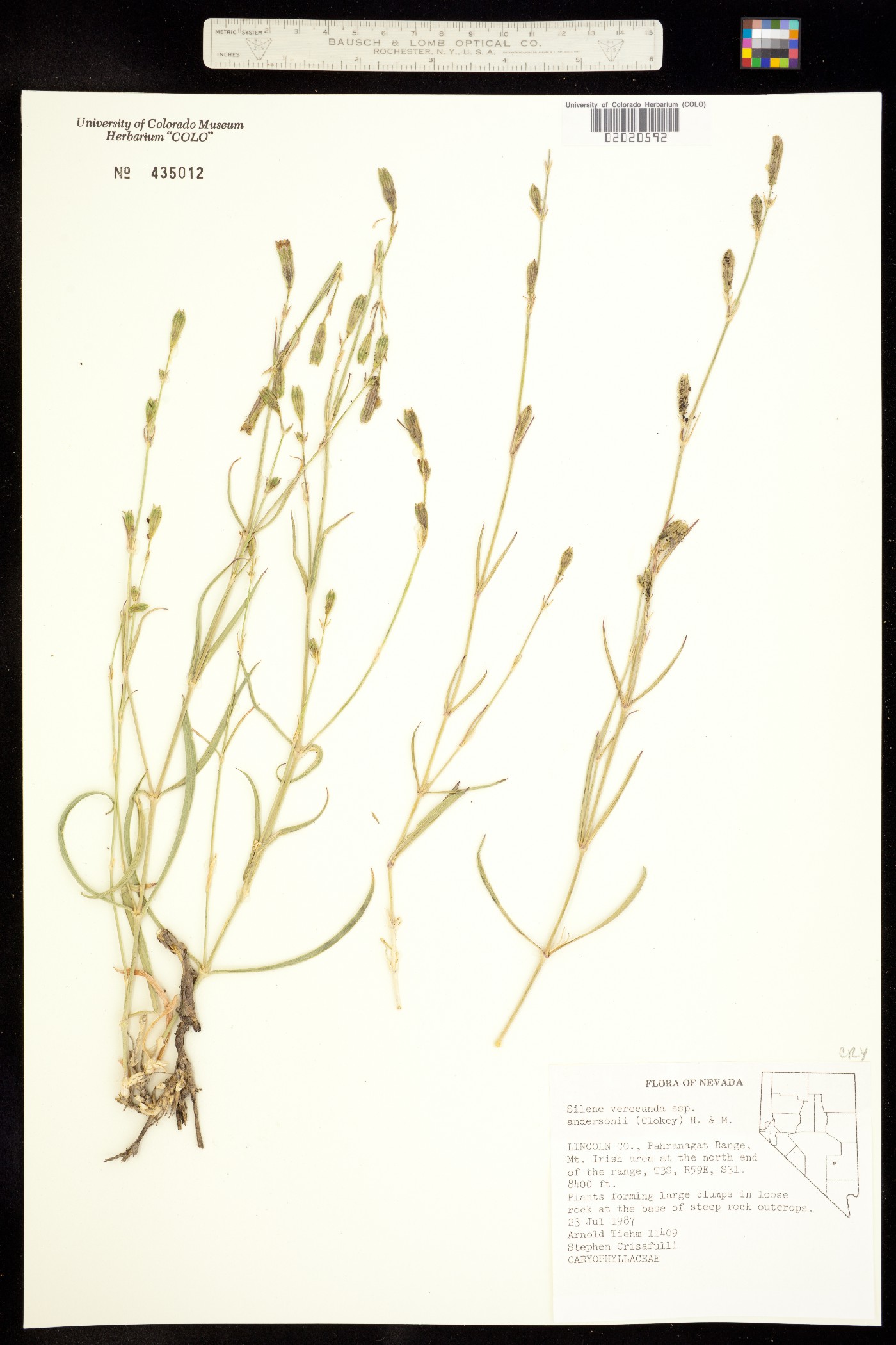 Silene verecunda image