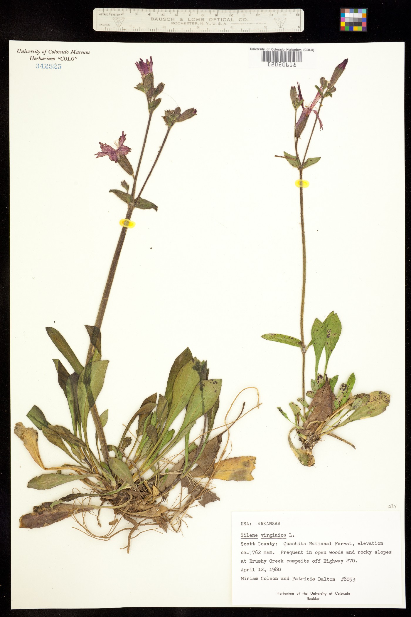 Silene virginica image