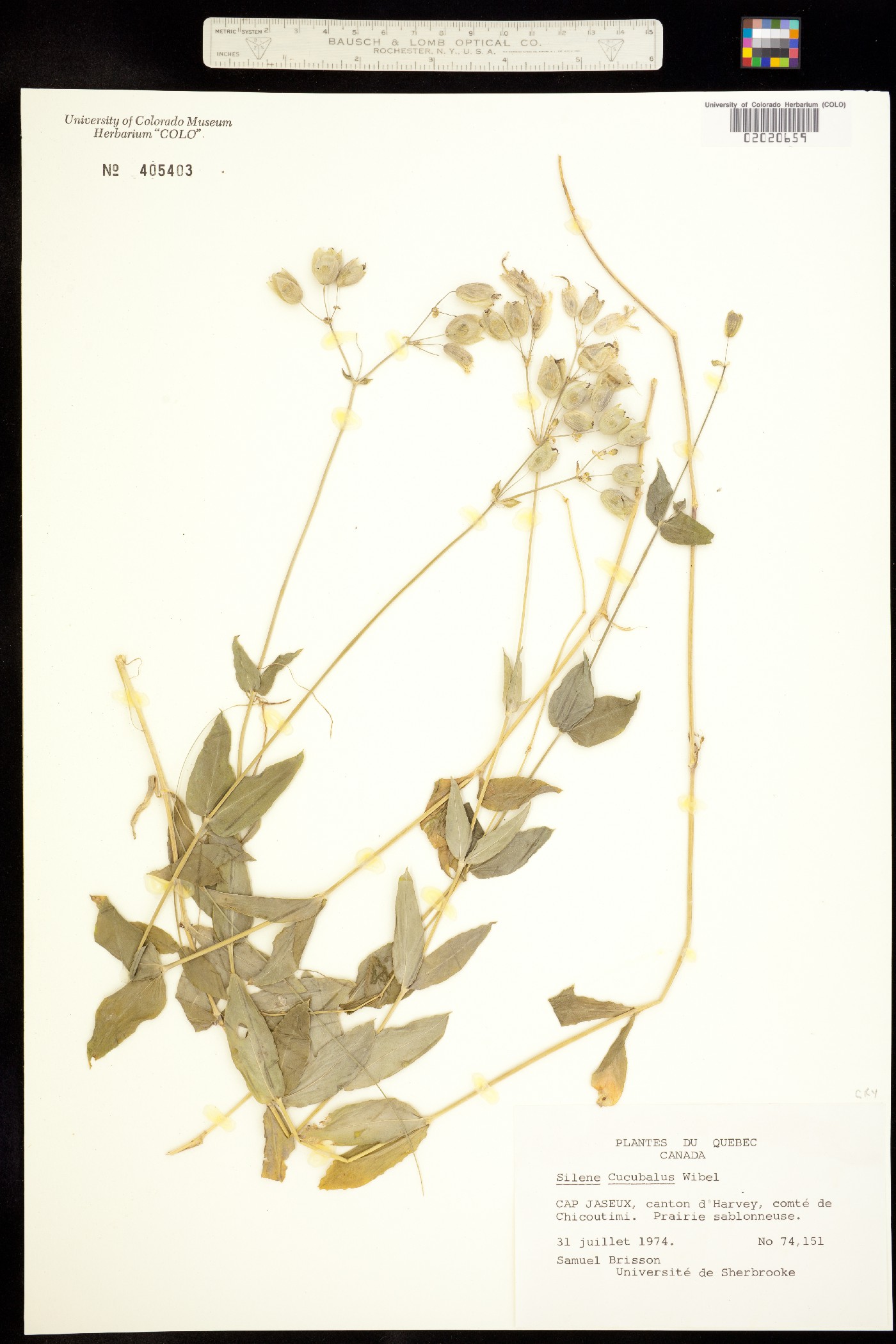 Silene vulgaris image