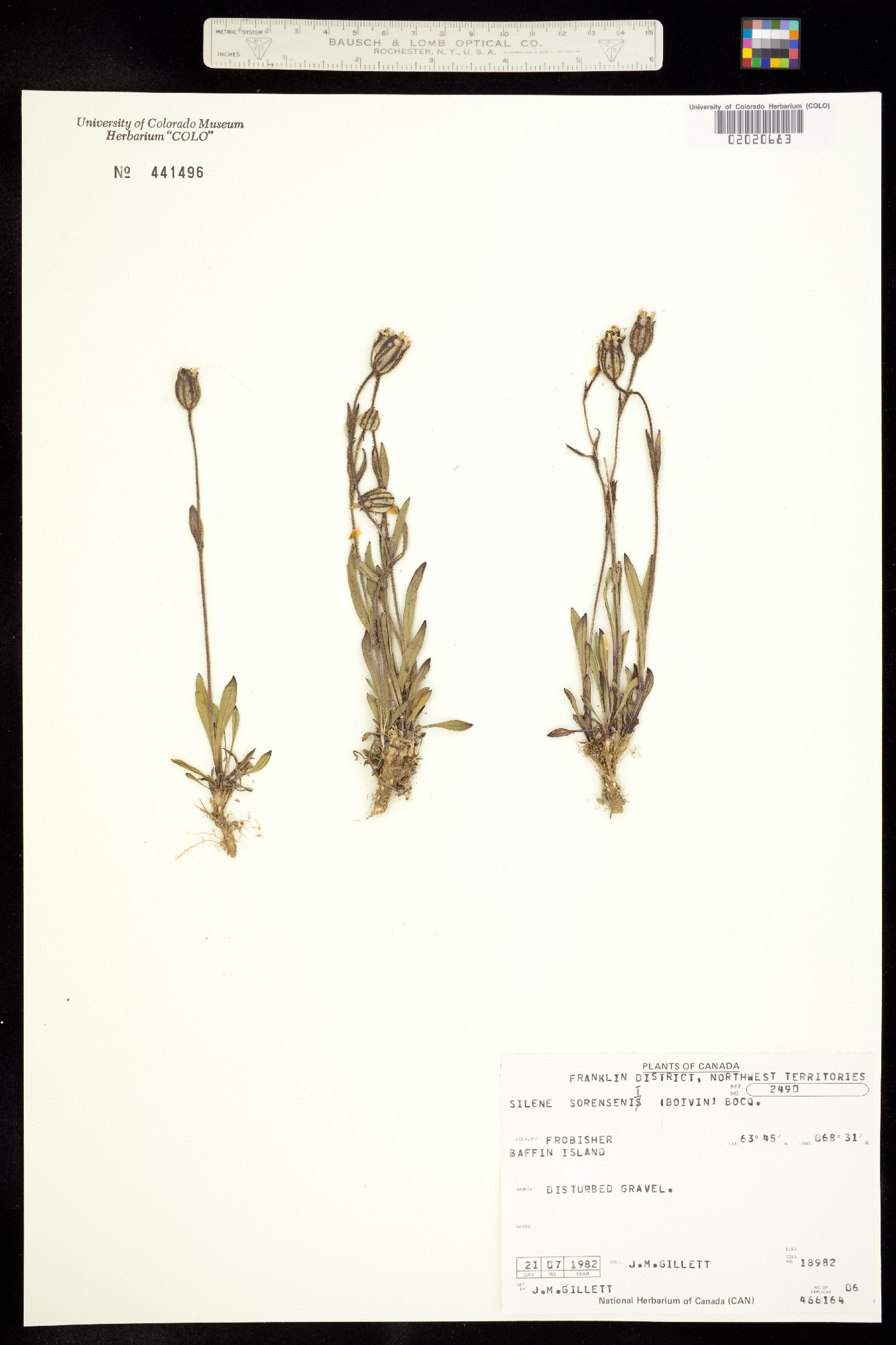 Silene sorensenis image