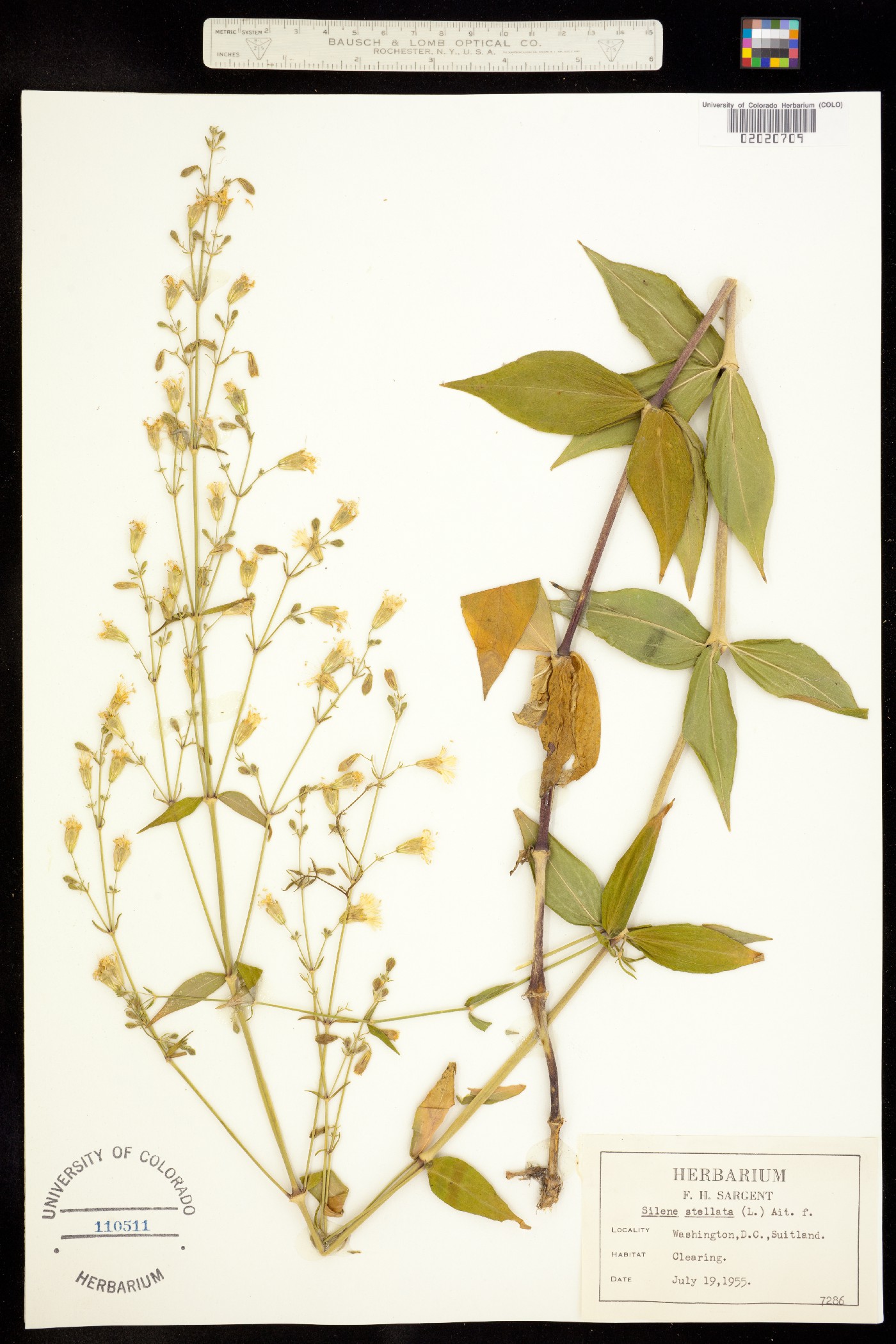Silene stellata image
