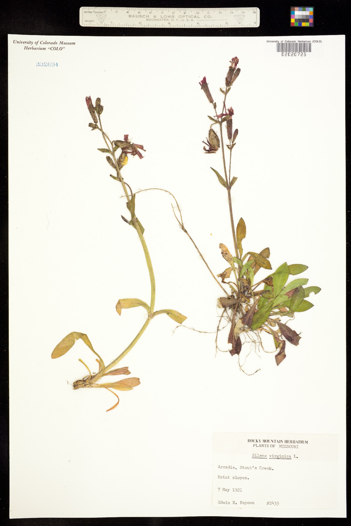 Silene virginica image