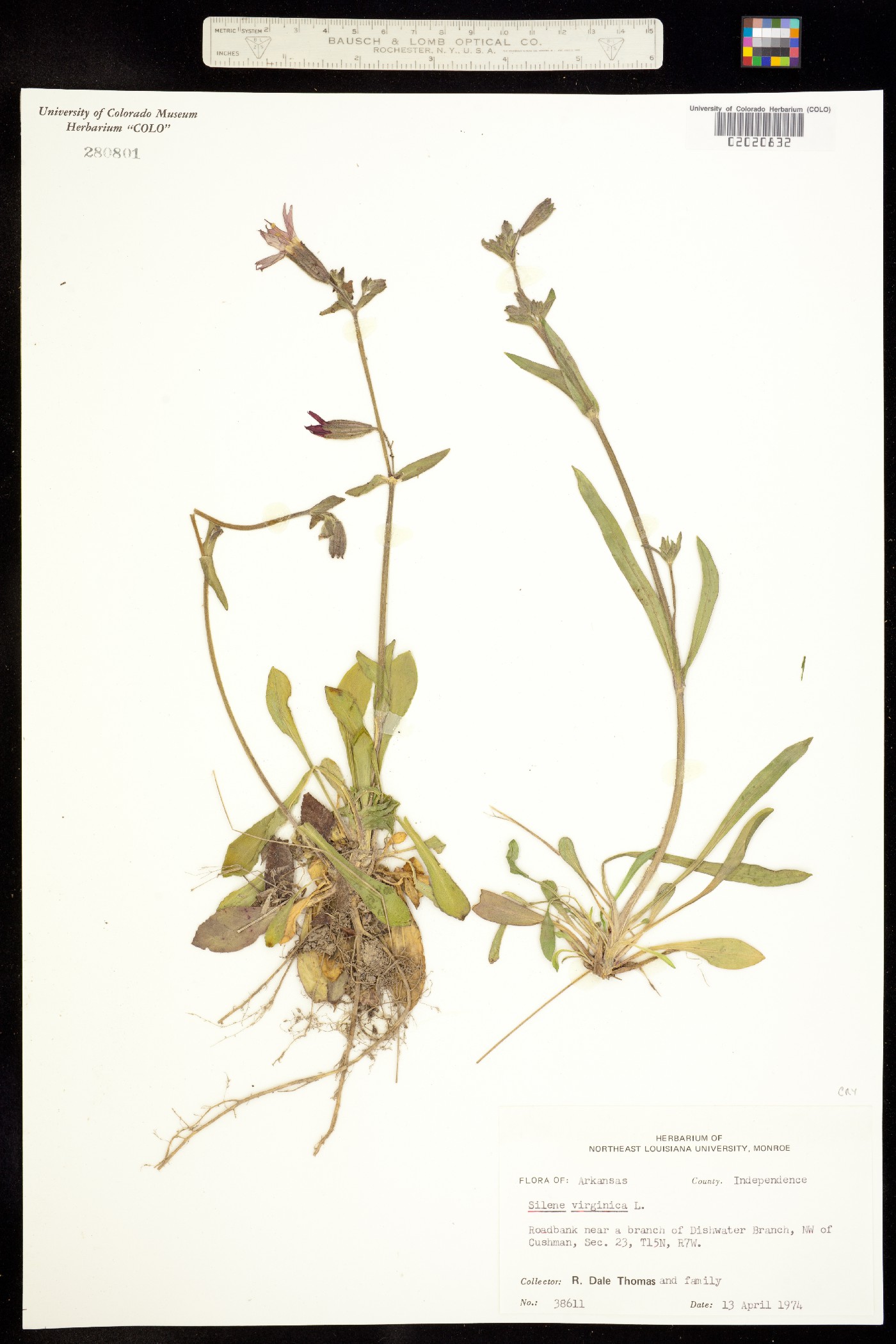 Silene virginica image