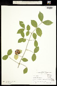 Euonymus americanus image