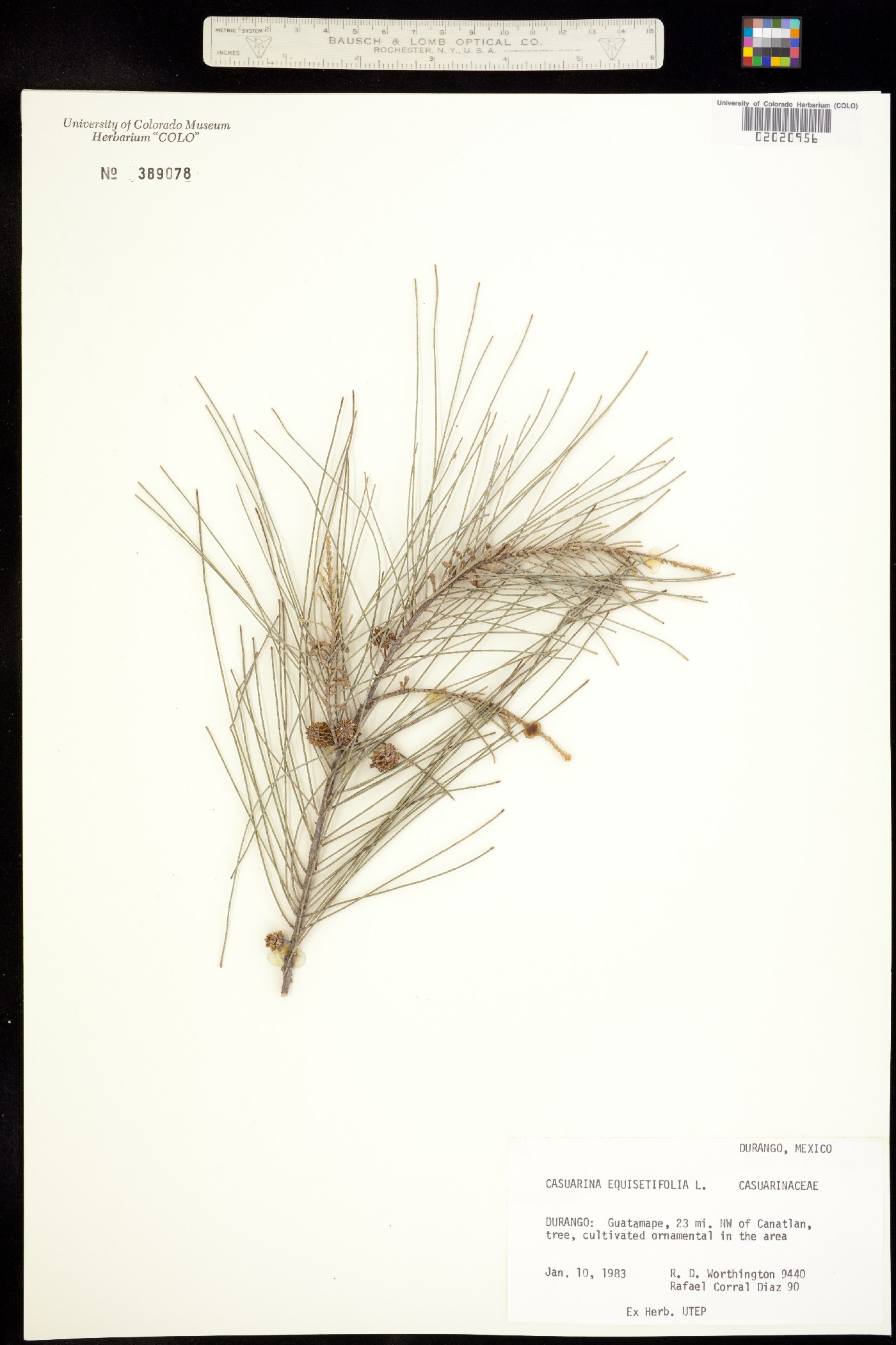 Casuarina equisetifolia image