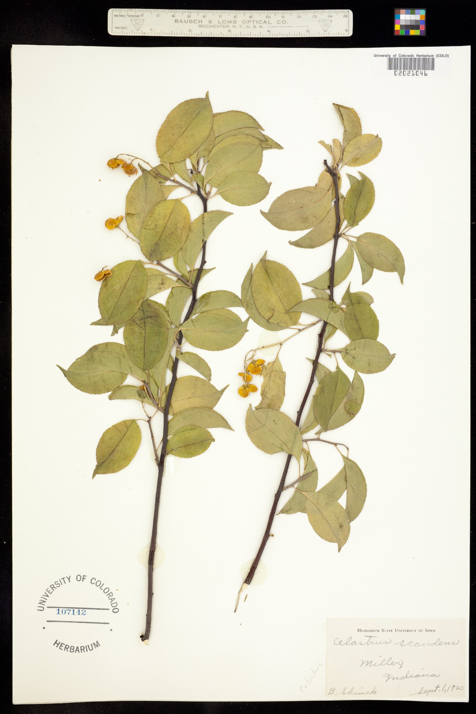 Celastrus scandens image