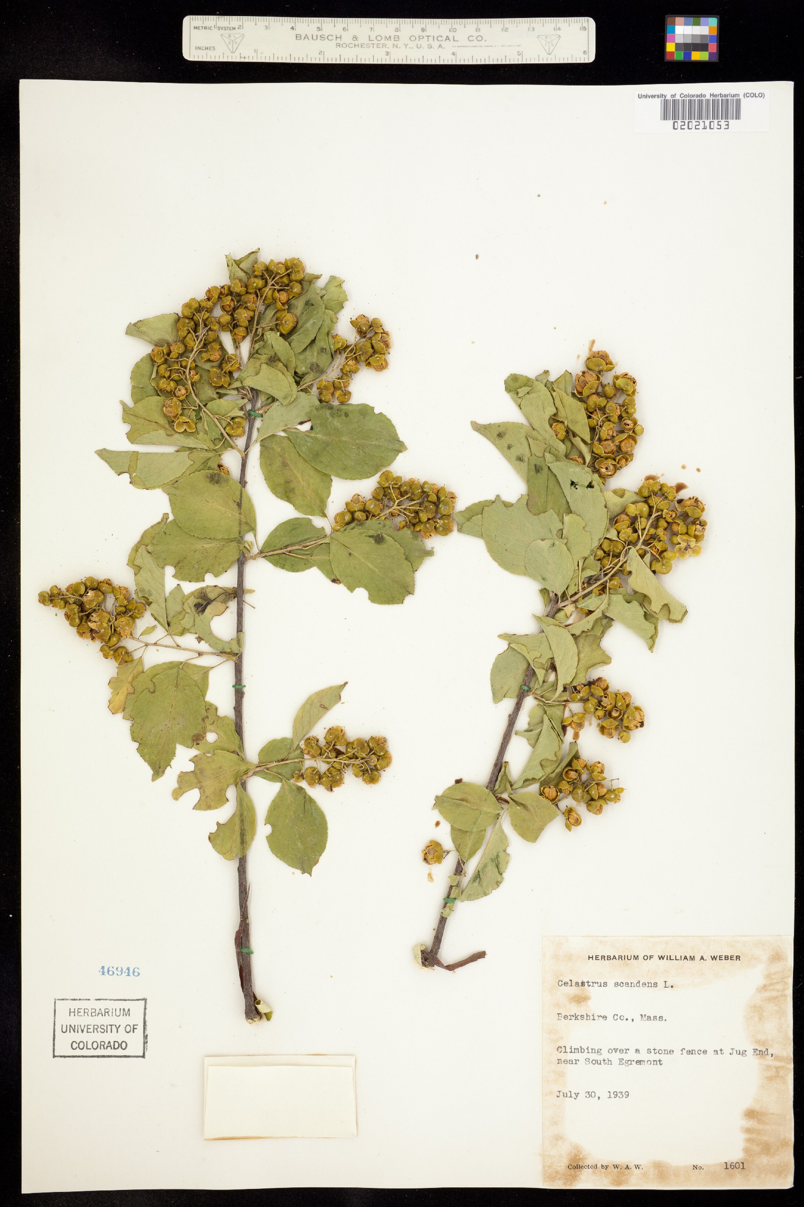 Celastrus scandens image