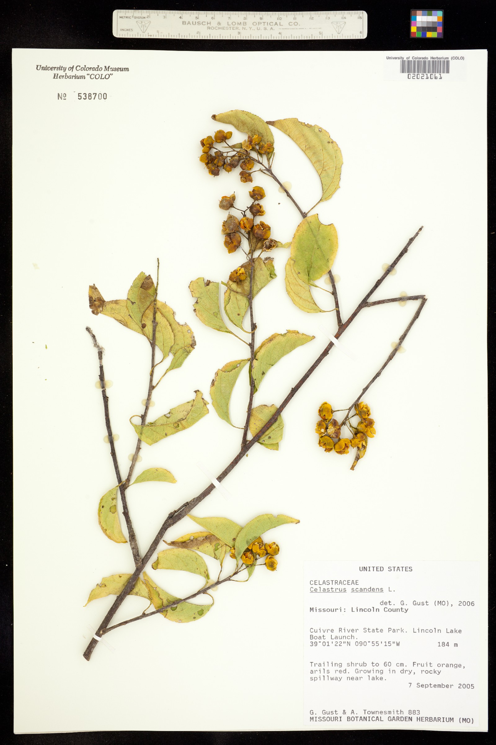 Celastrus scandens image