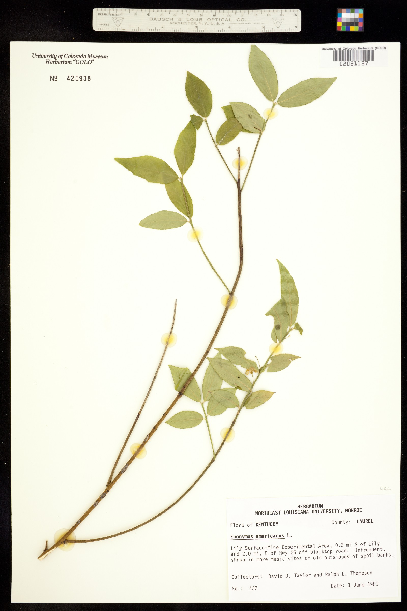 Euonymus americanus image