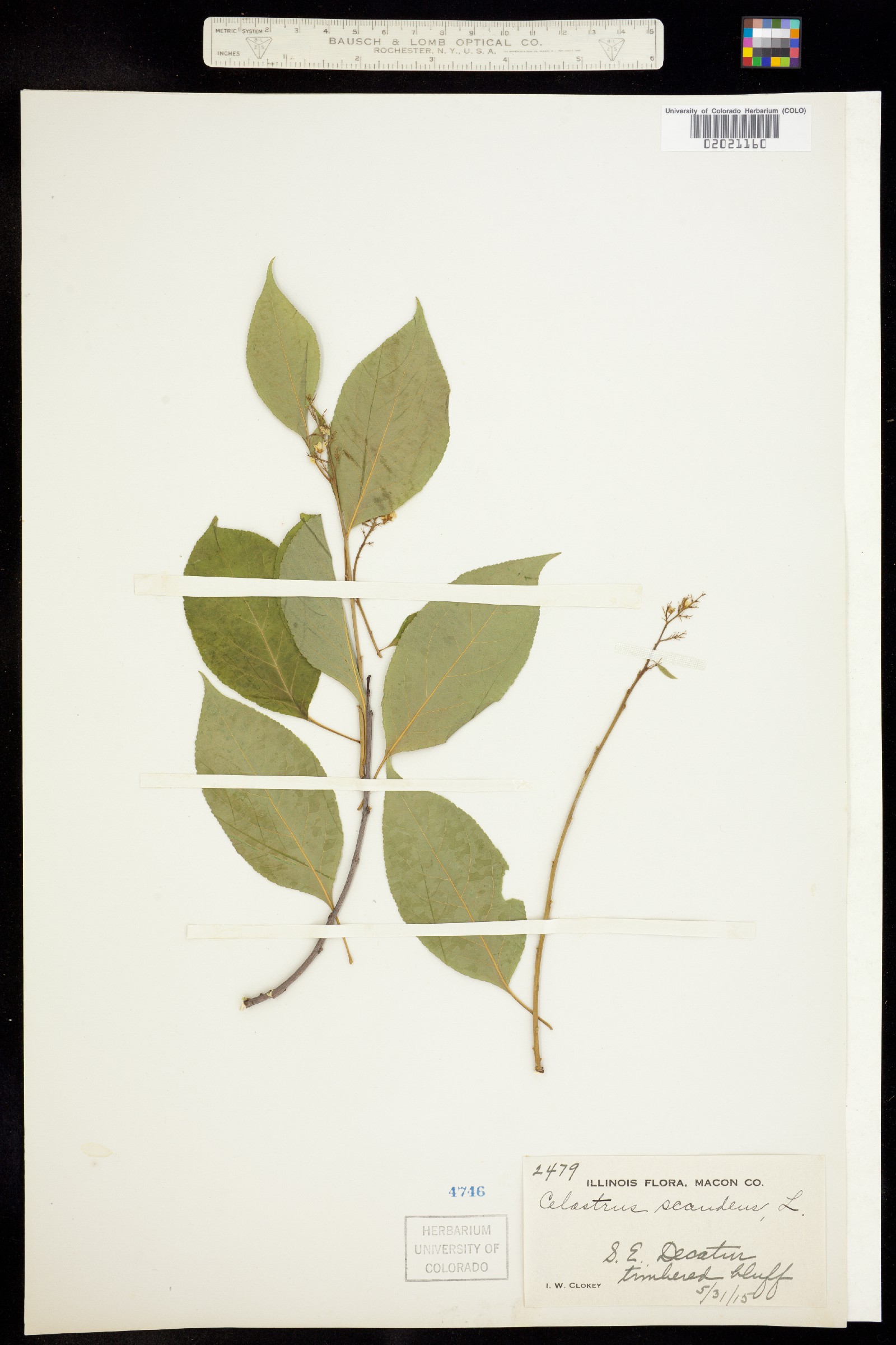 Celastrus scandens image