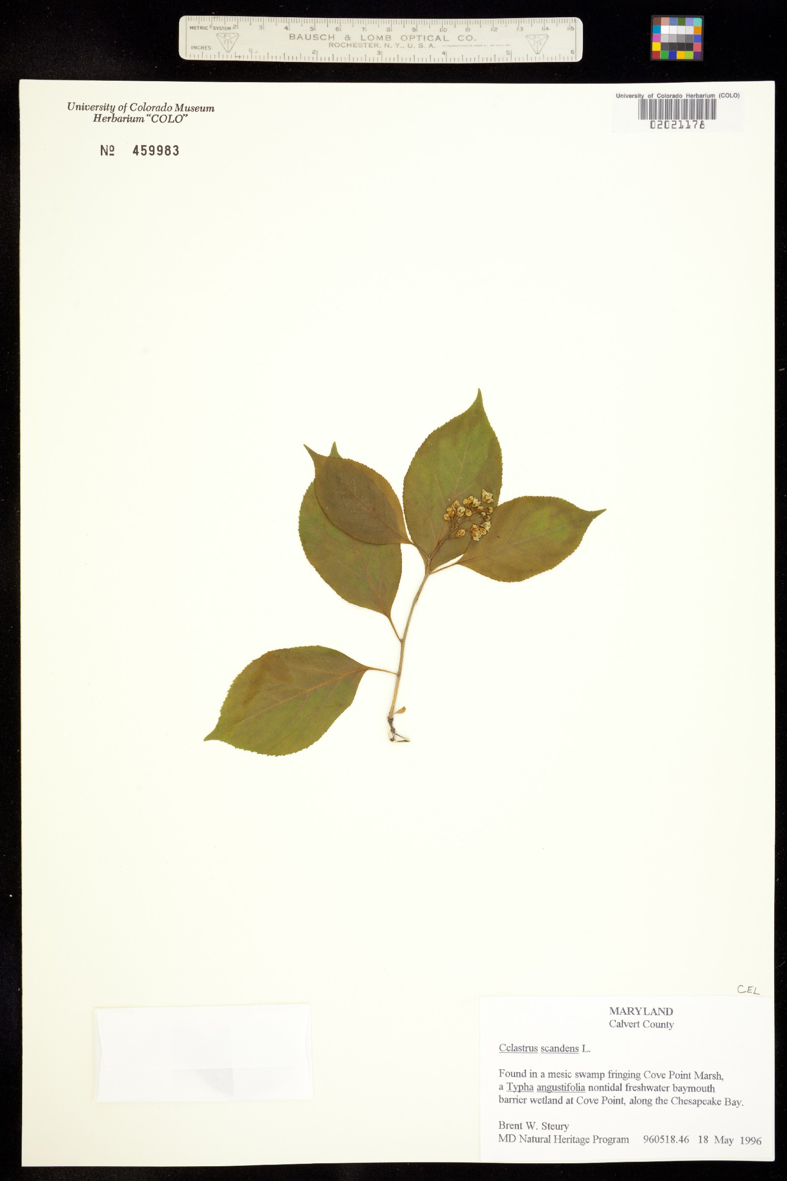 Celastrus scandens image