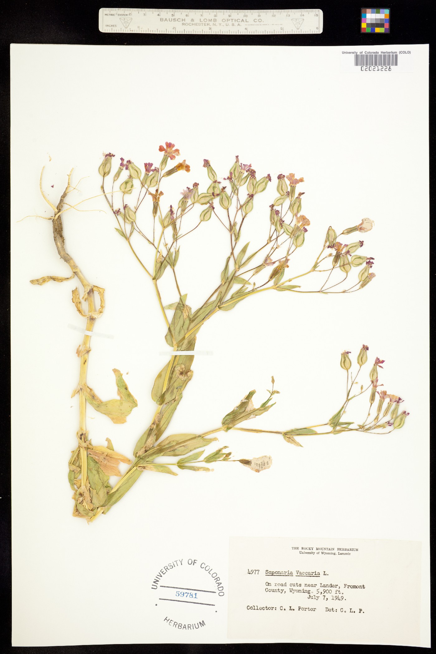 Vaccaria hispanica image