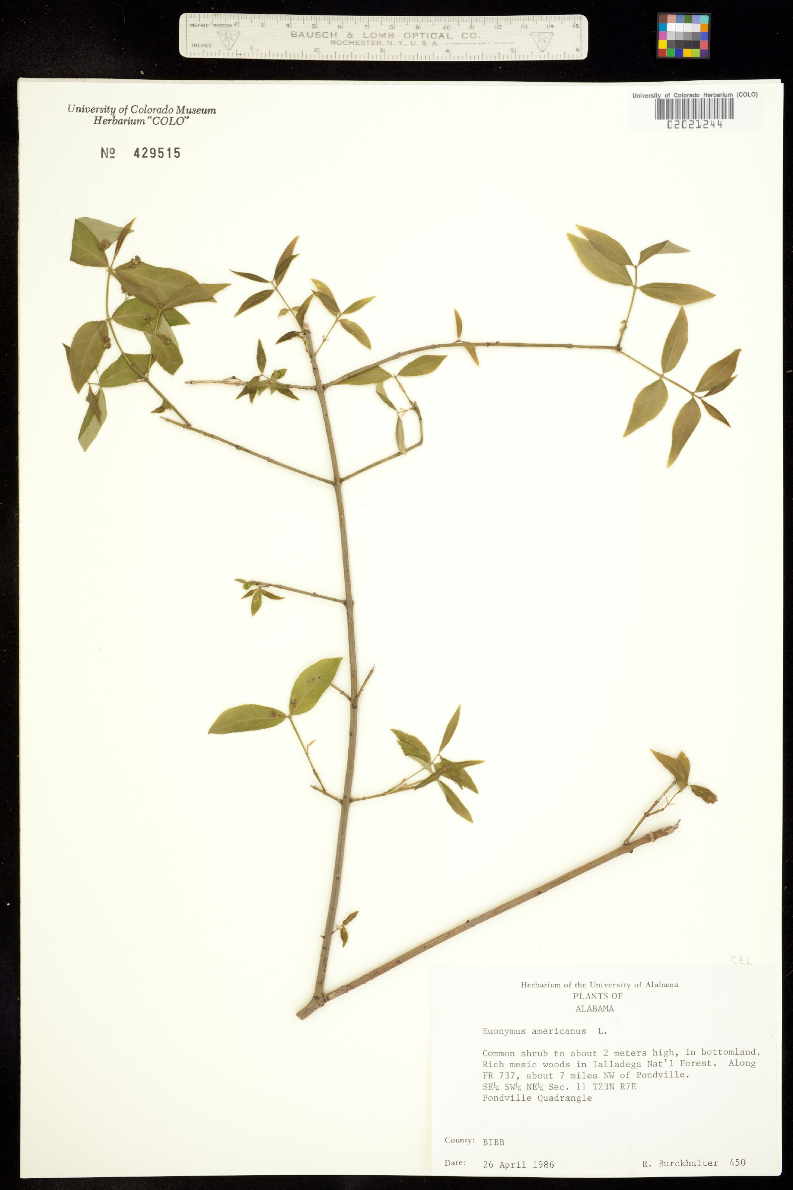 Euonymus americanus image
