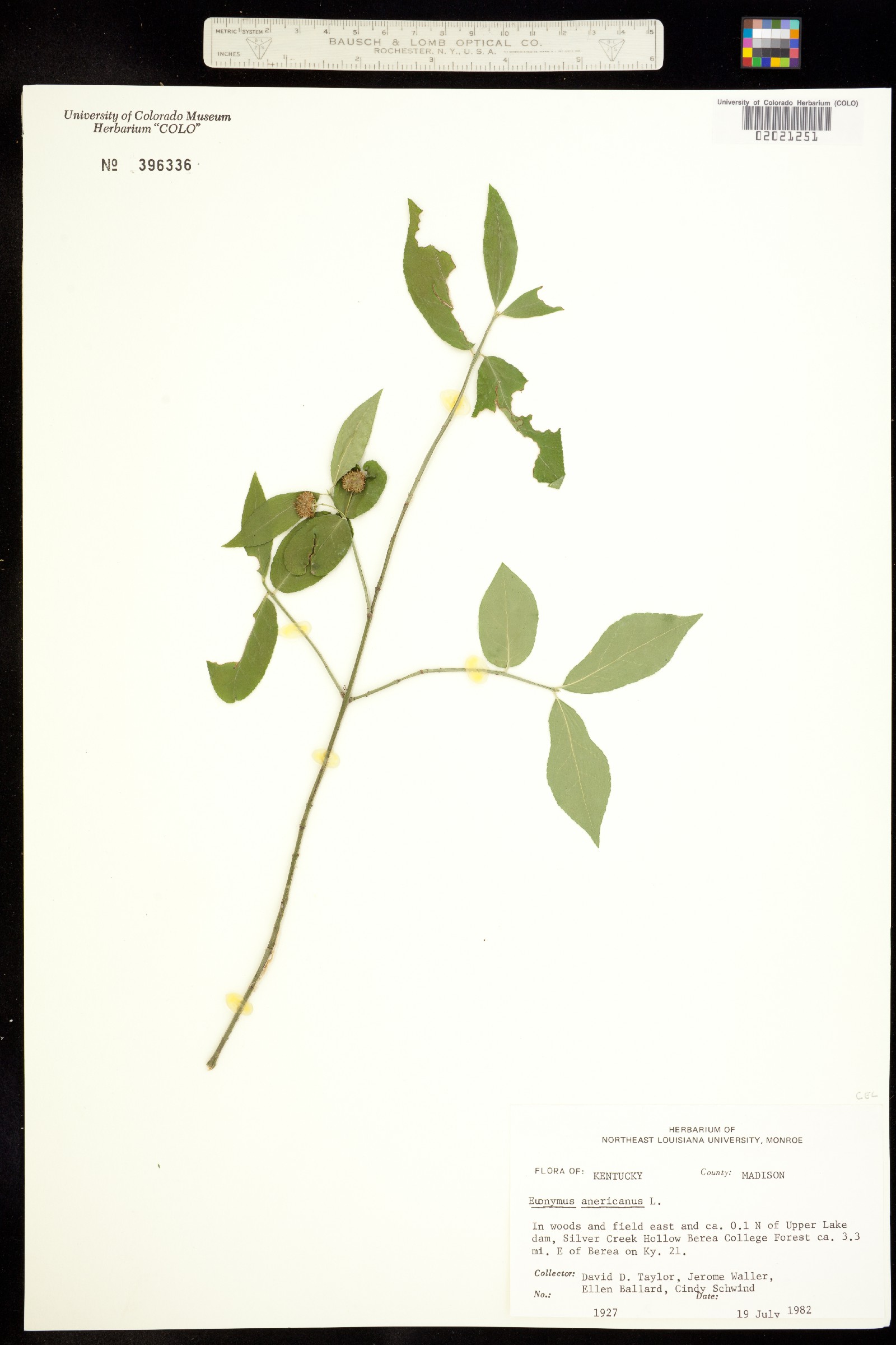 Euonymus americanus image