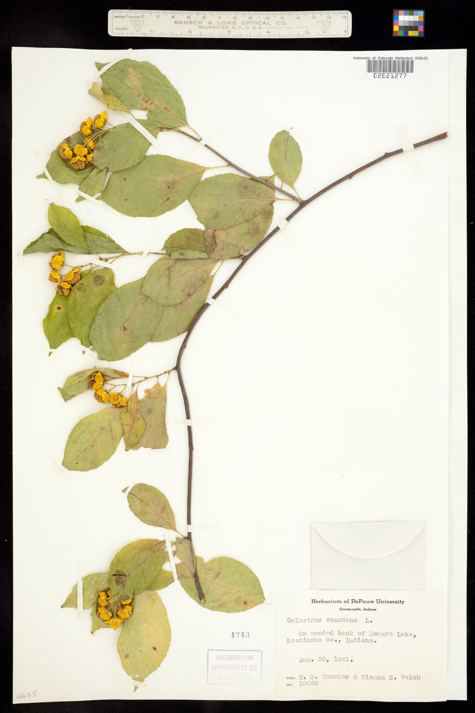 Celastrus scandens image
