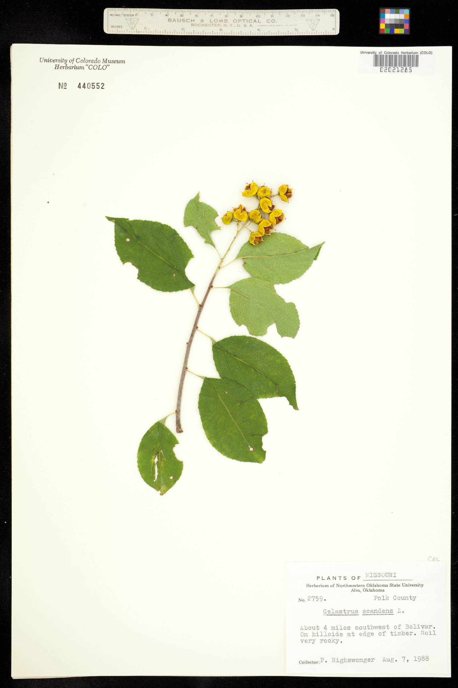 Celastrus scandens image